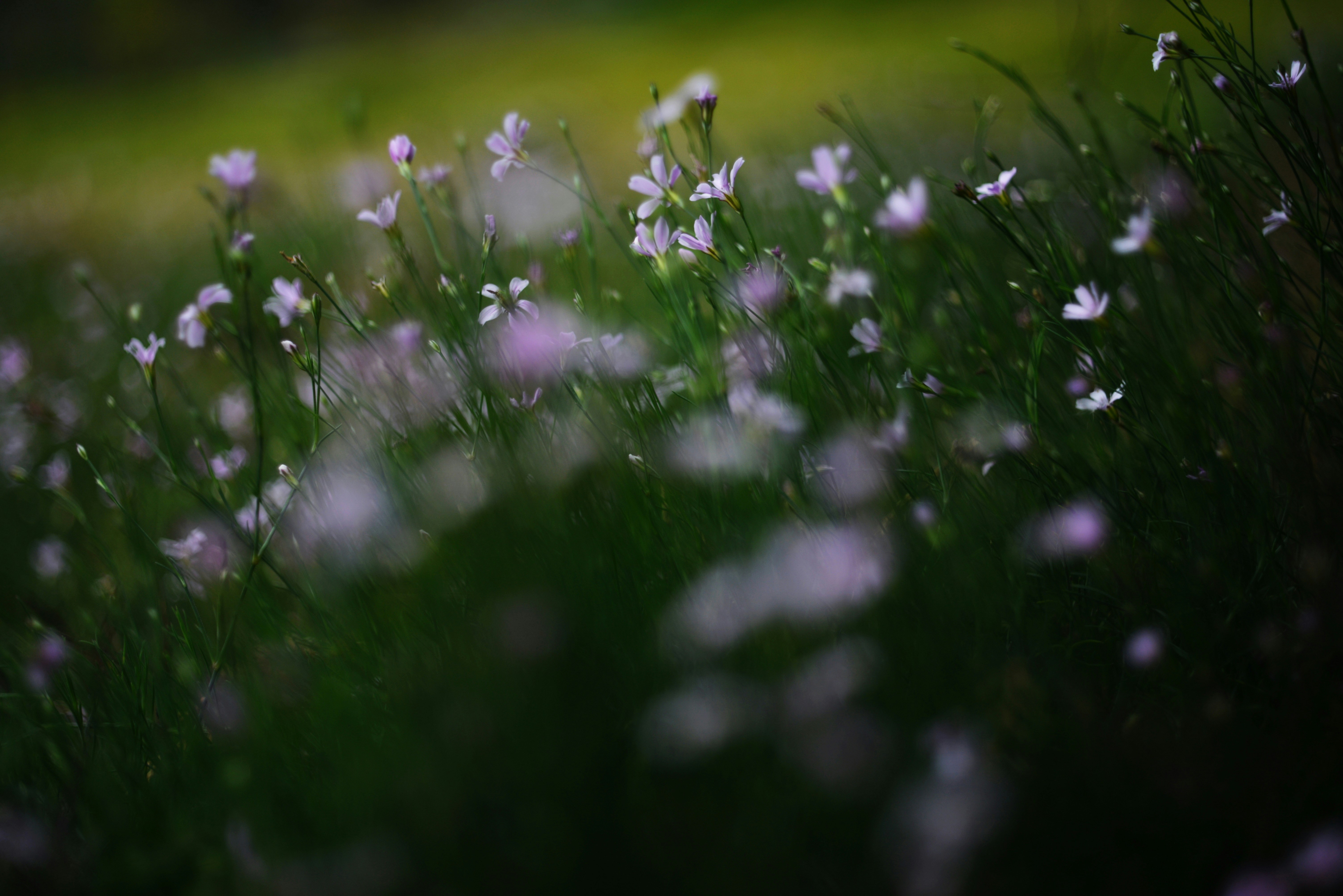 Photo by cherstve_pechivo