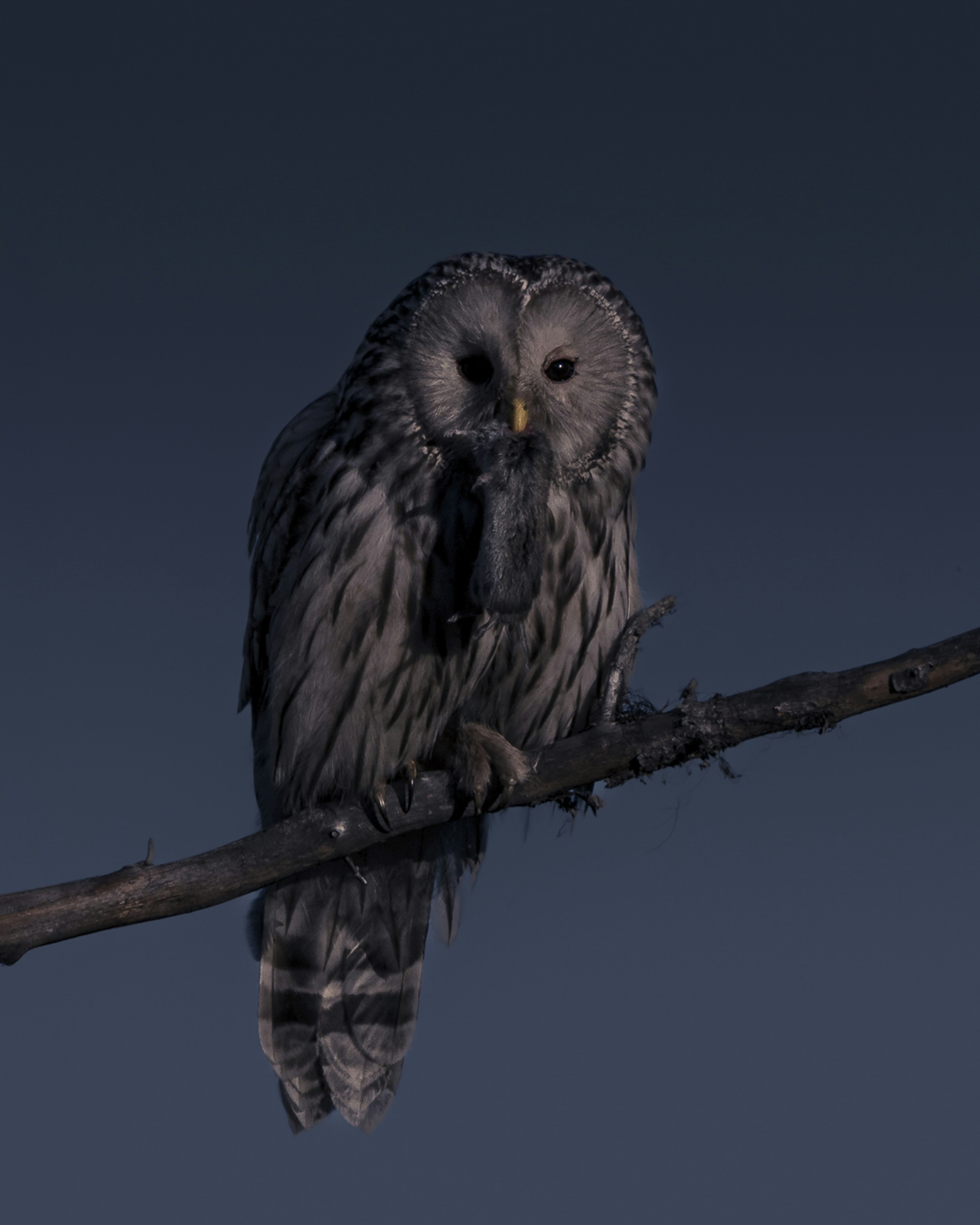 An owl perched on a branch with prey