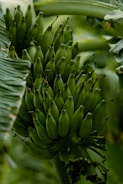 A cluster of unripe green bananas on a tree.