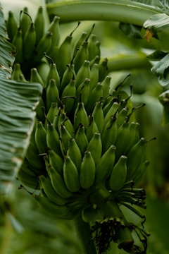 A cluster of unripe green bananas on a tree.
