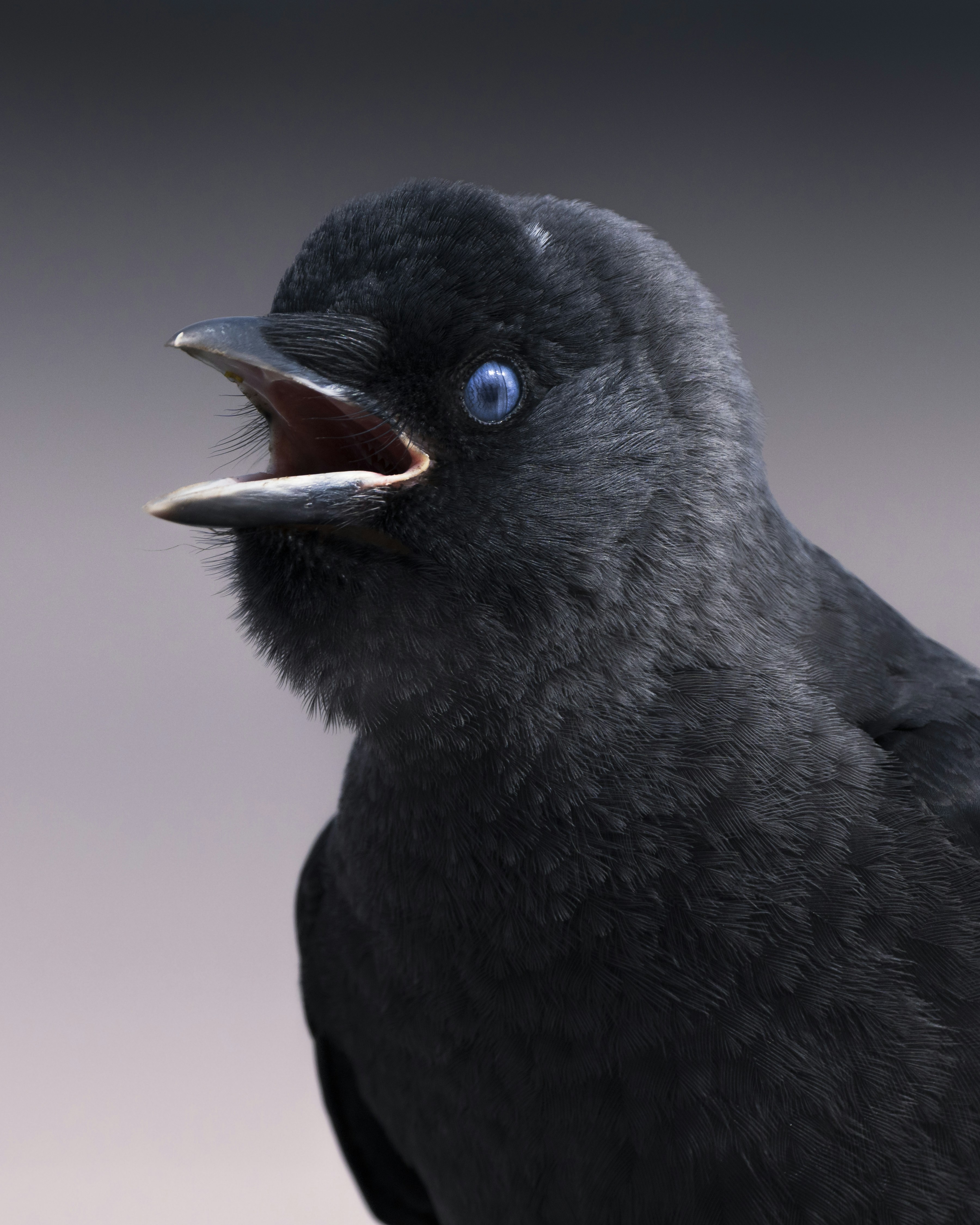A close-up of a black bird with bright blue eyes.