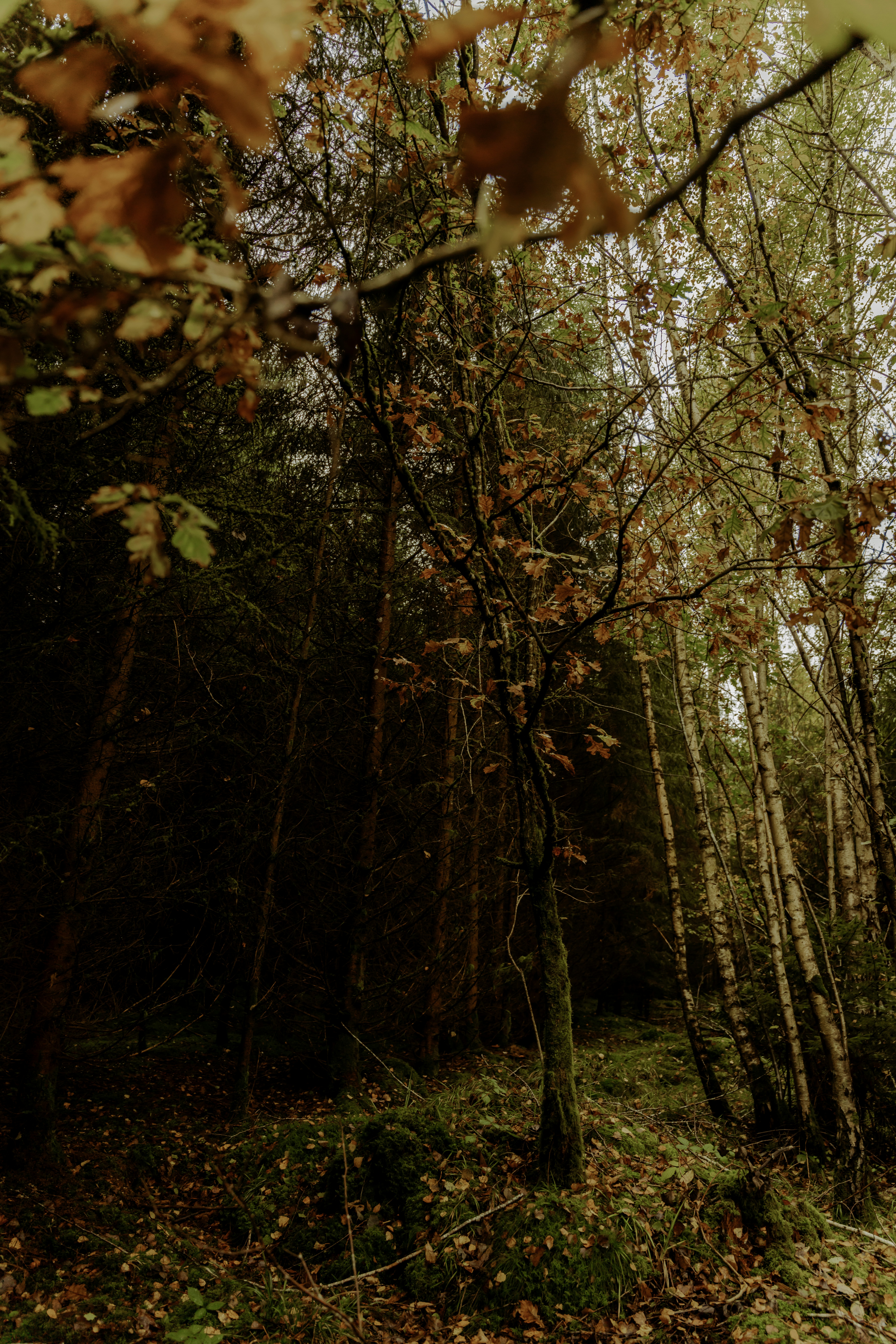 Autumn forest with tall trees and fallen leaves.