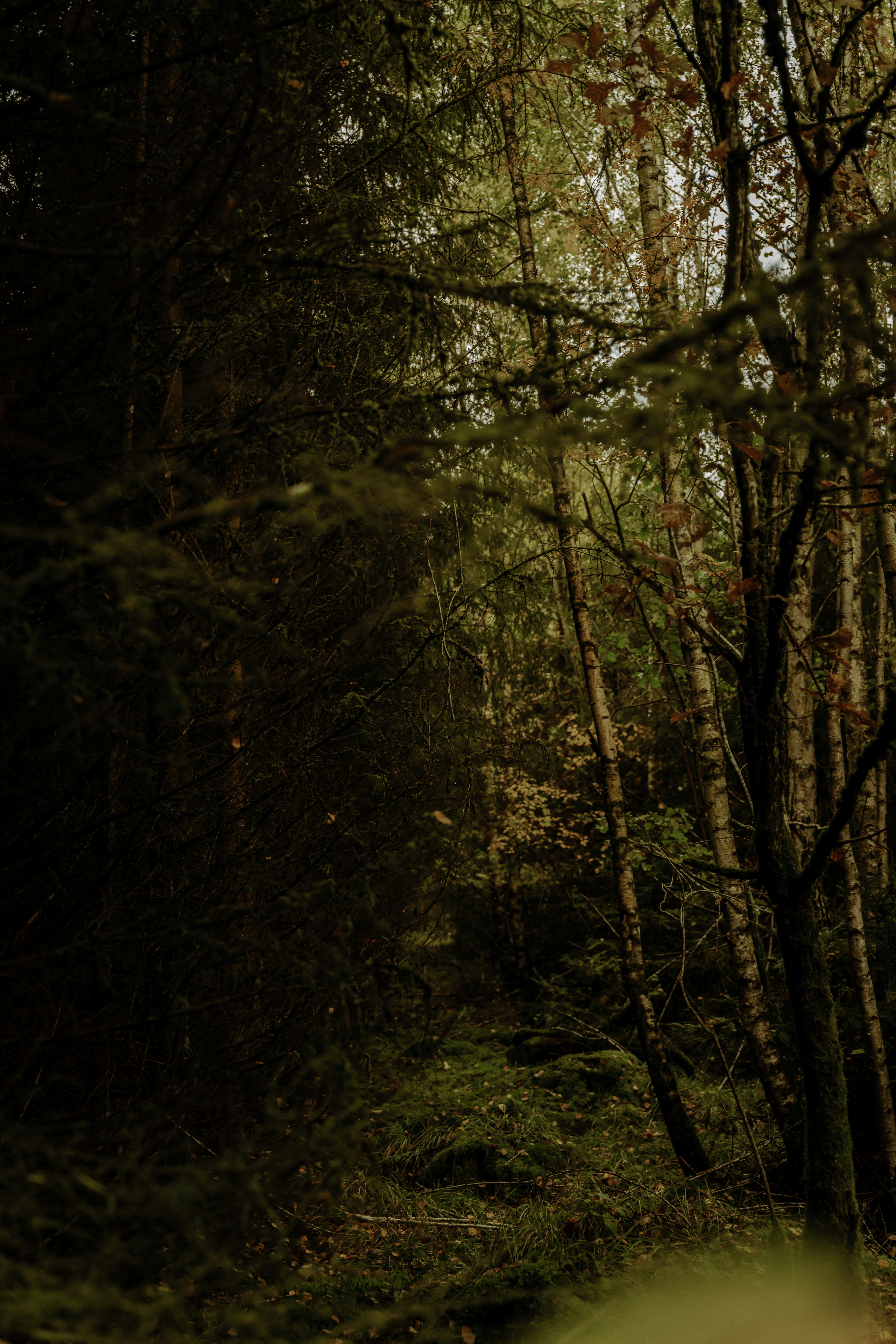 Dark forest path with tall trees and green foliage.
