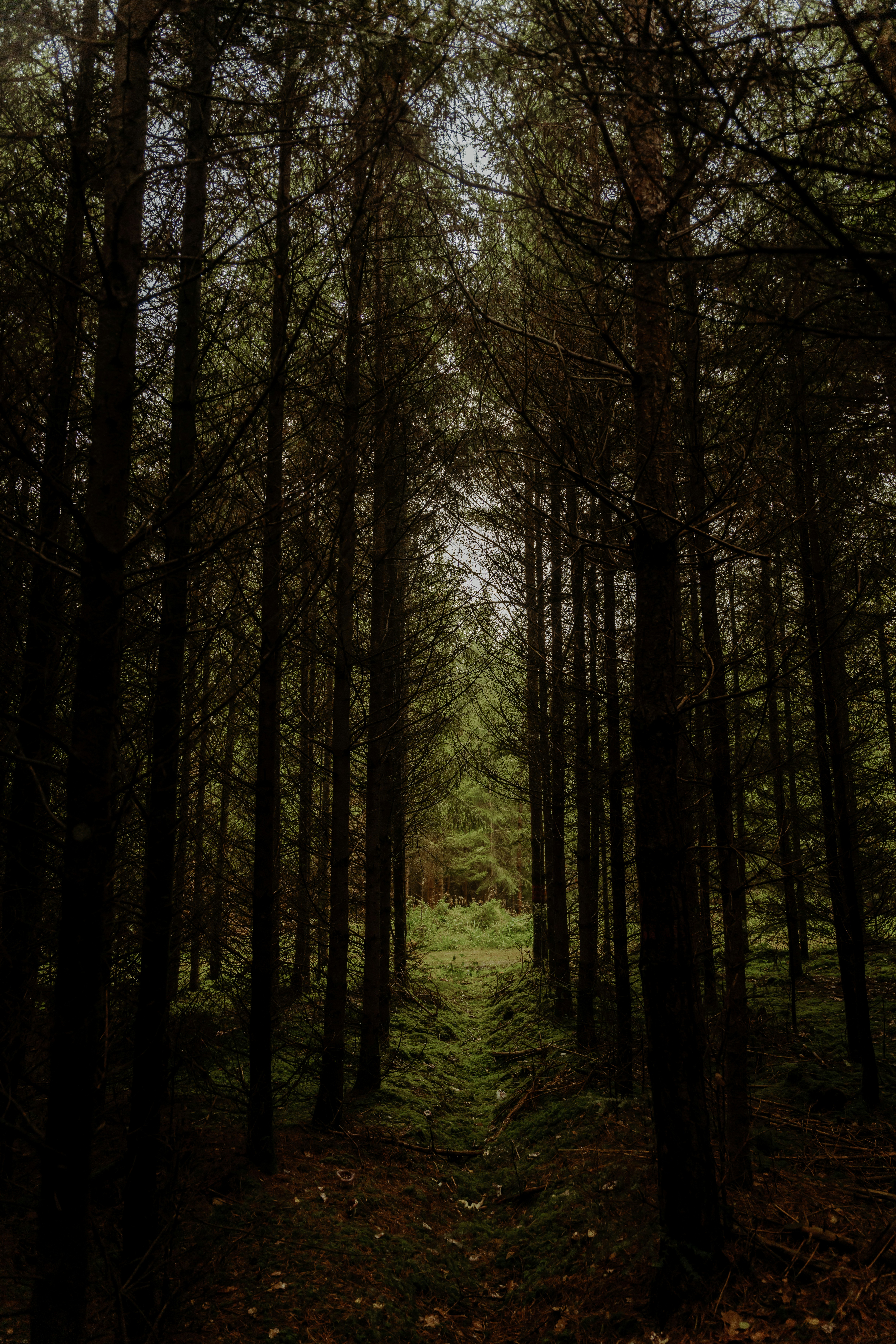Tall pine trees line a path through a dark forest.