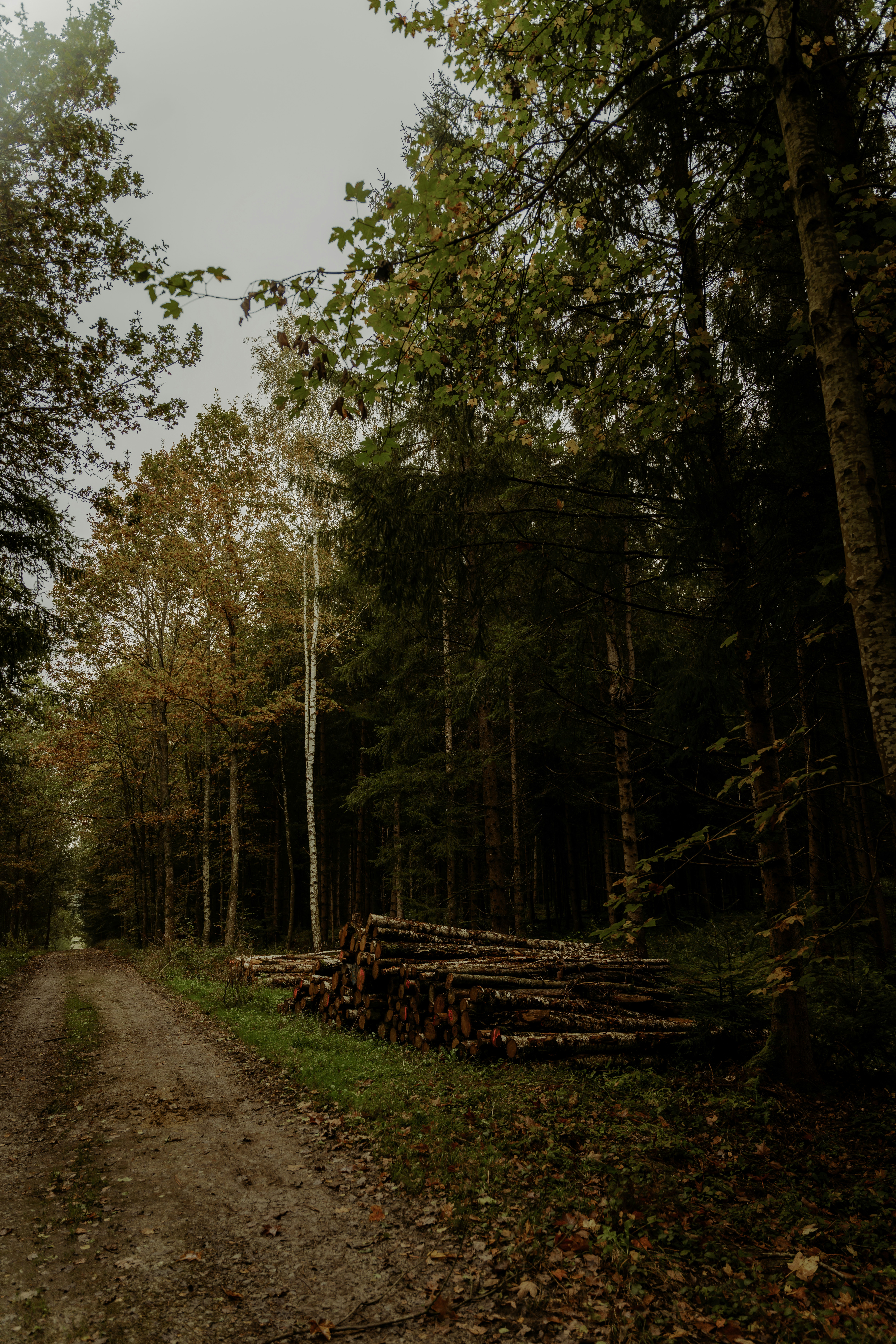 Dirt path through a forest with felled logs.