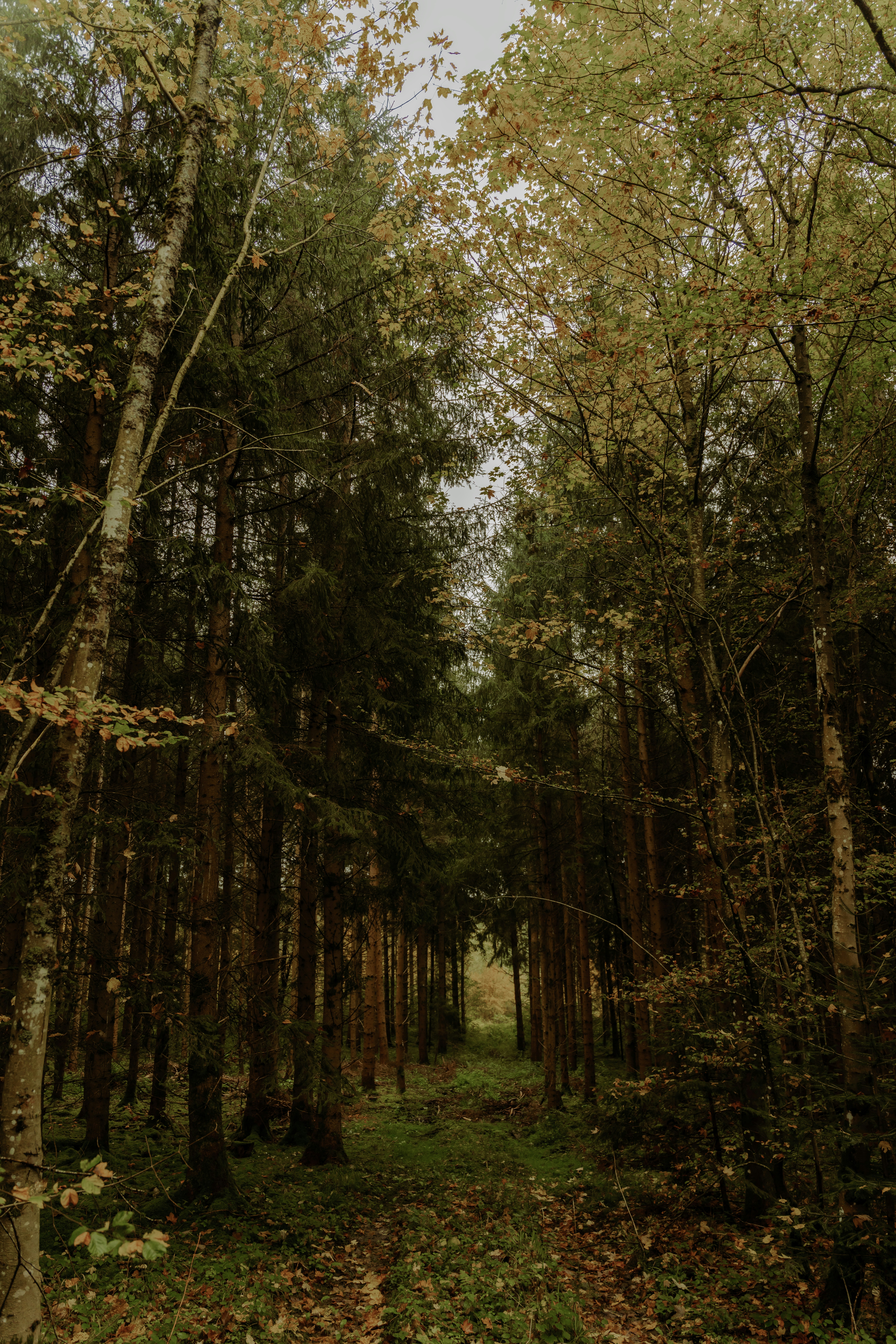 A path through a dense forest with tall trees.