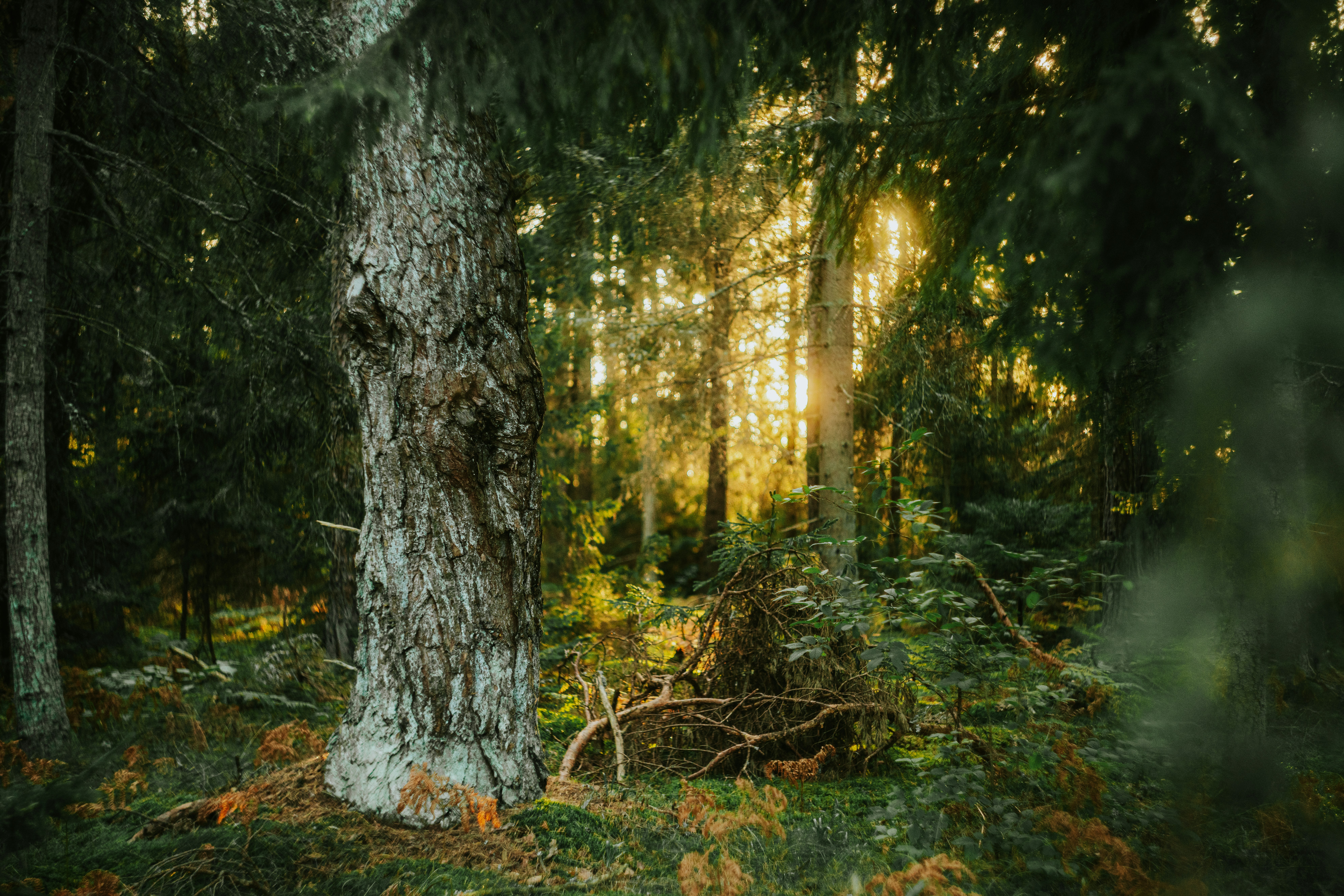 La luz del sol fluye a través de un bosque denso y verde.
