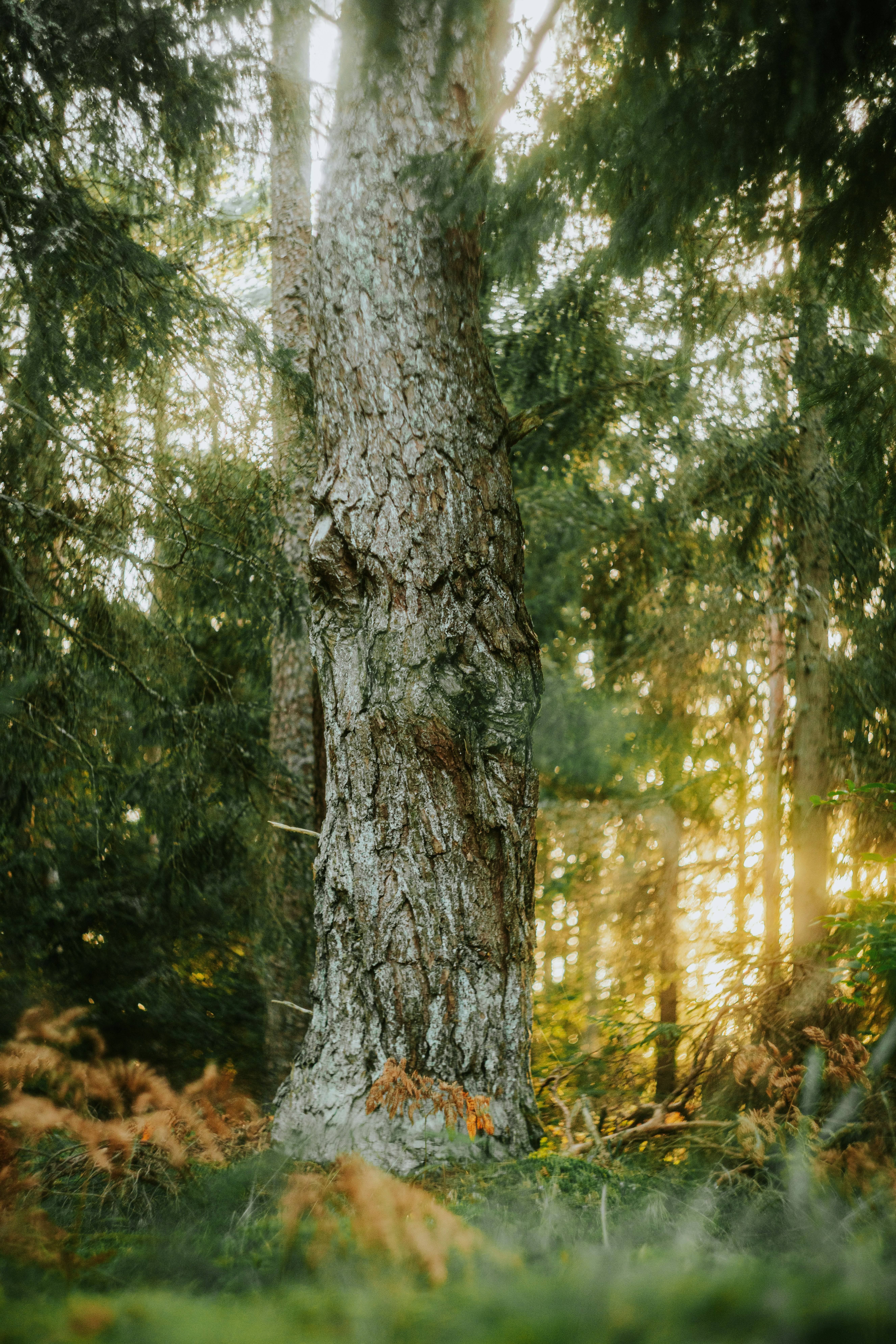 La luz del sol se filtra a través de un denso bosque antiguo.
