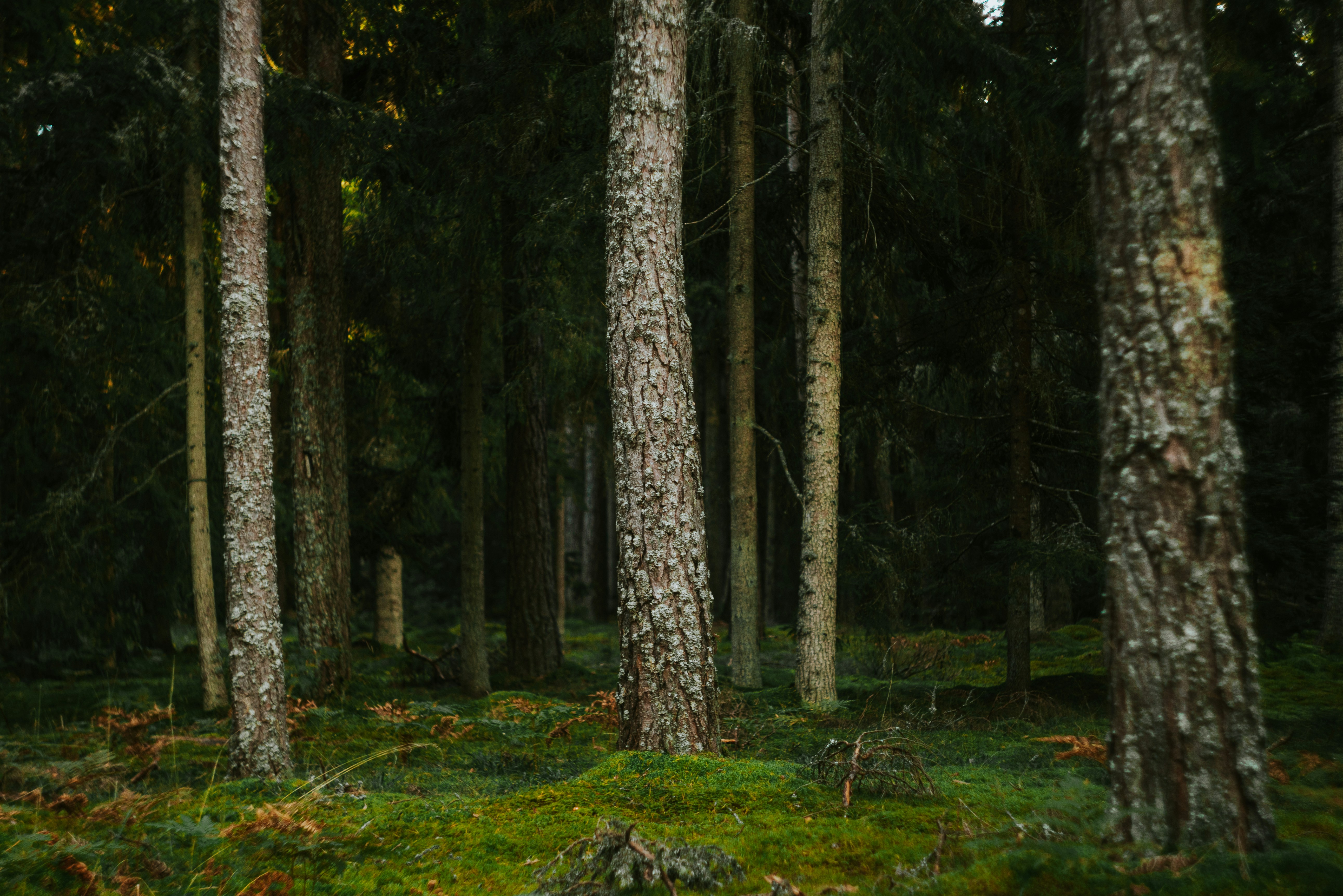 Altos pinos en un bosque oscuro y cubierto de musgo