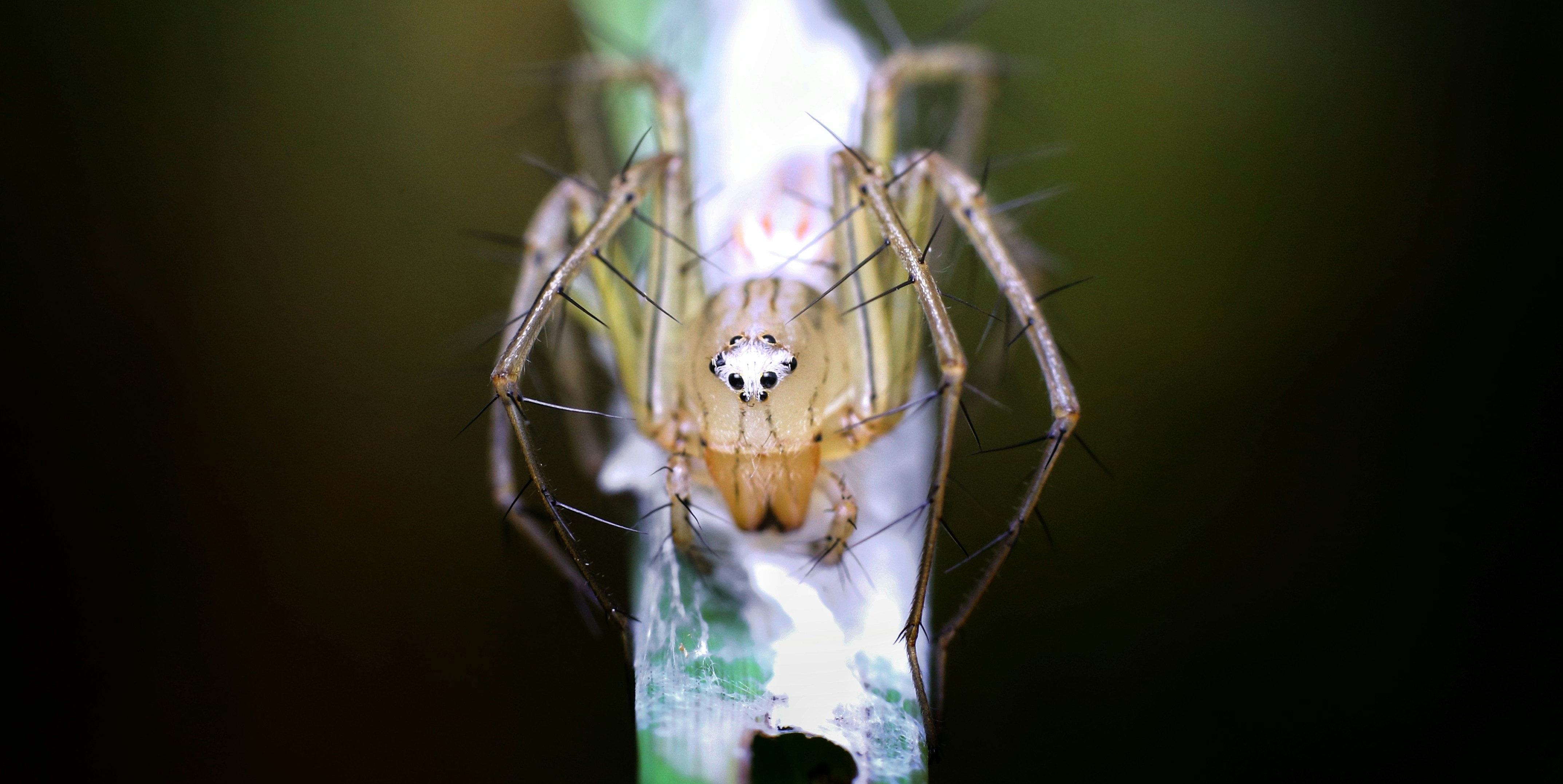 A spider hangs upside down on a plant stem.