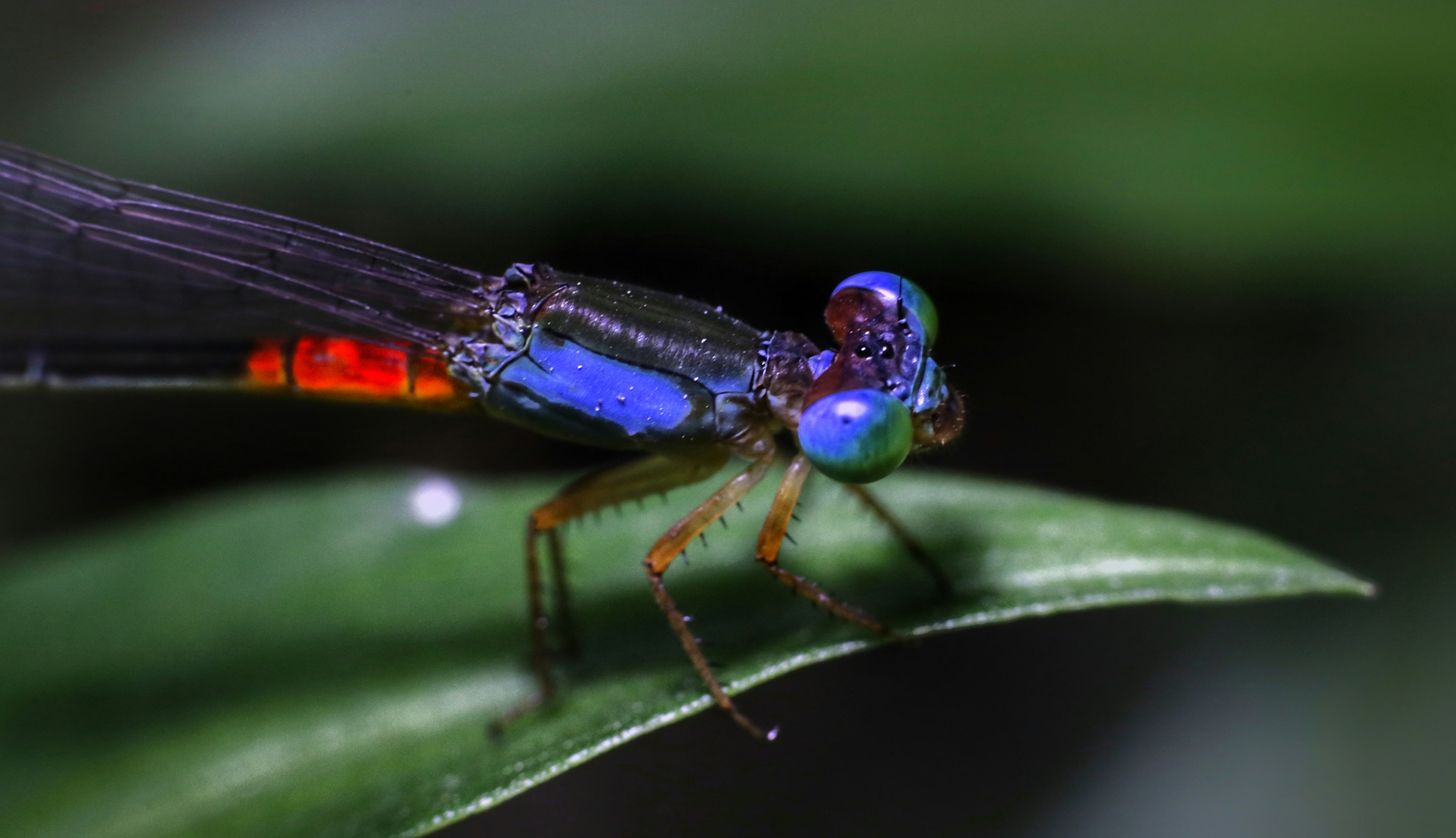 A close-up of a colorful damselfly on a green leaf.