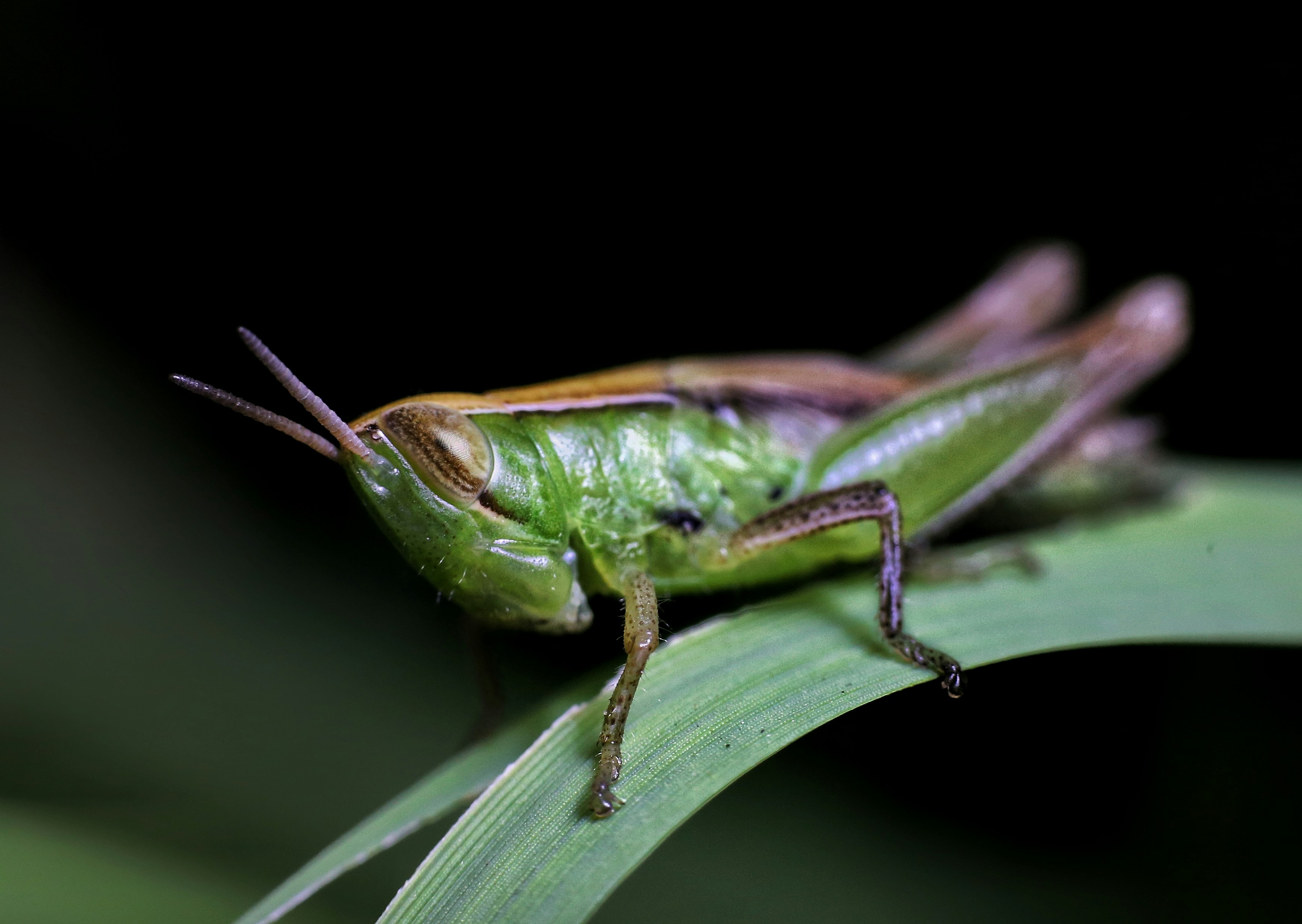 Green grasshopper rests on a blade of grass.