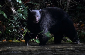 A black bear walks through a dark forest.