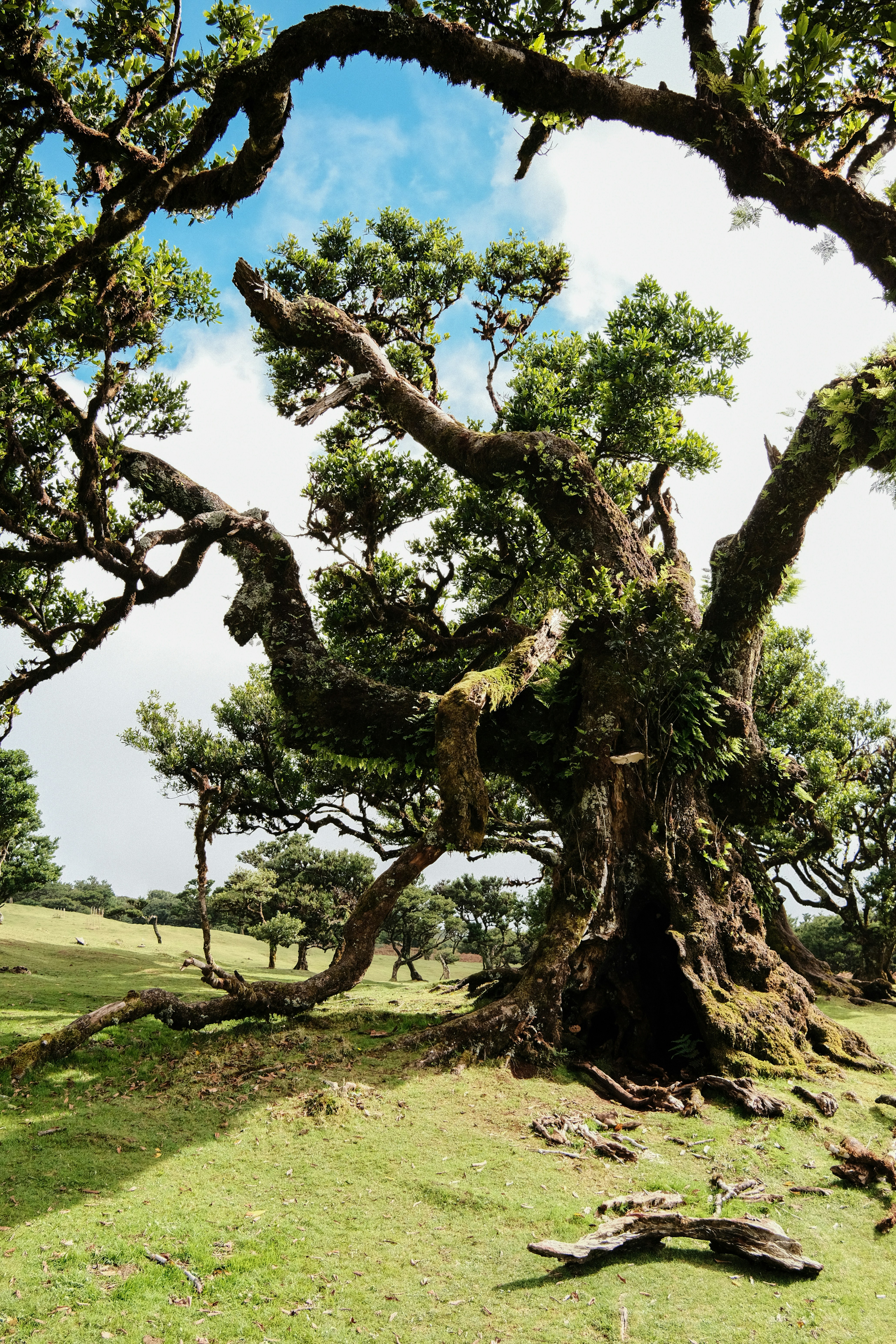 Ancient gnarled tree with moss and ferns