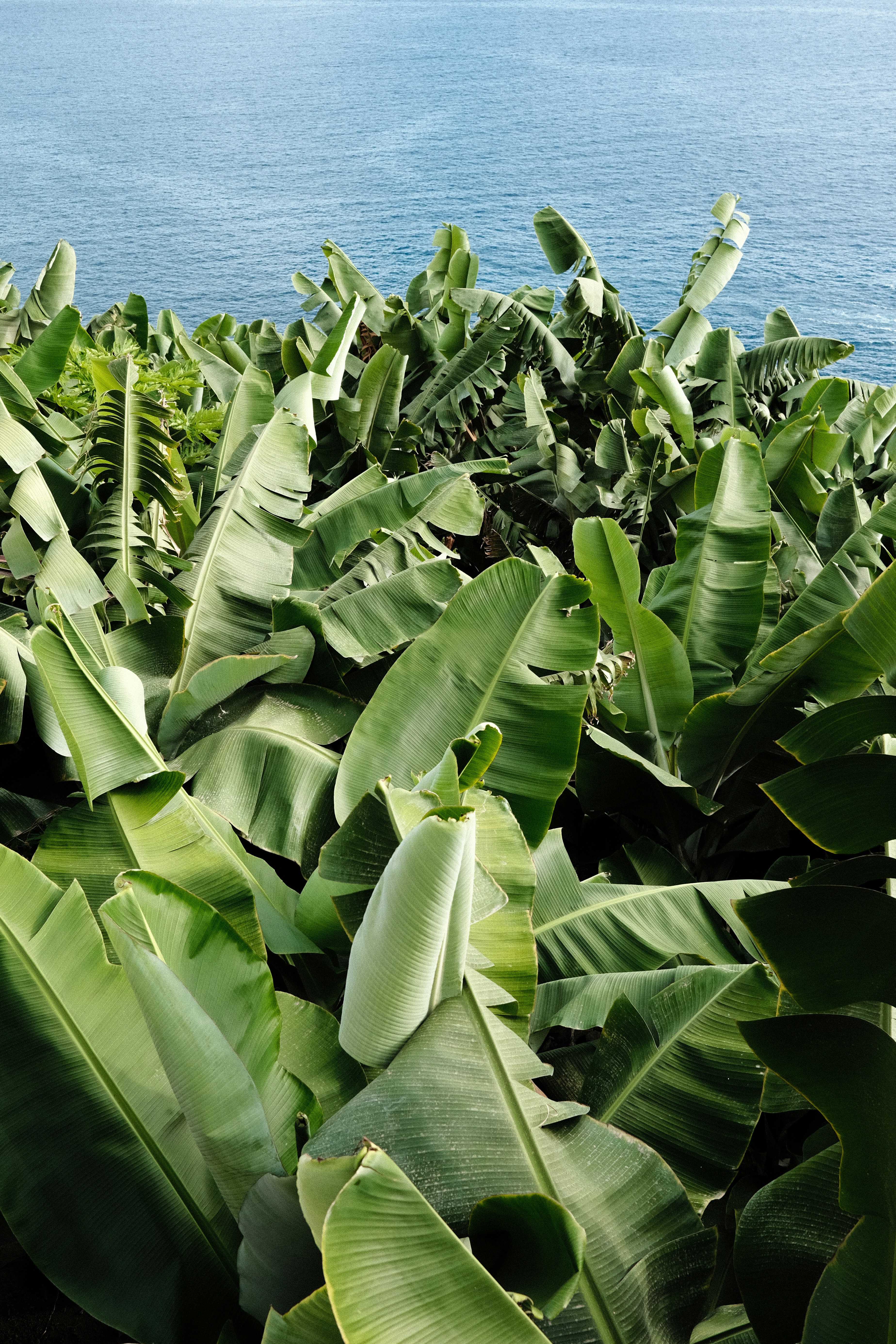 Lush green banana plants overlooking the blue ocean