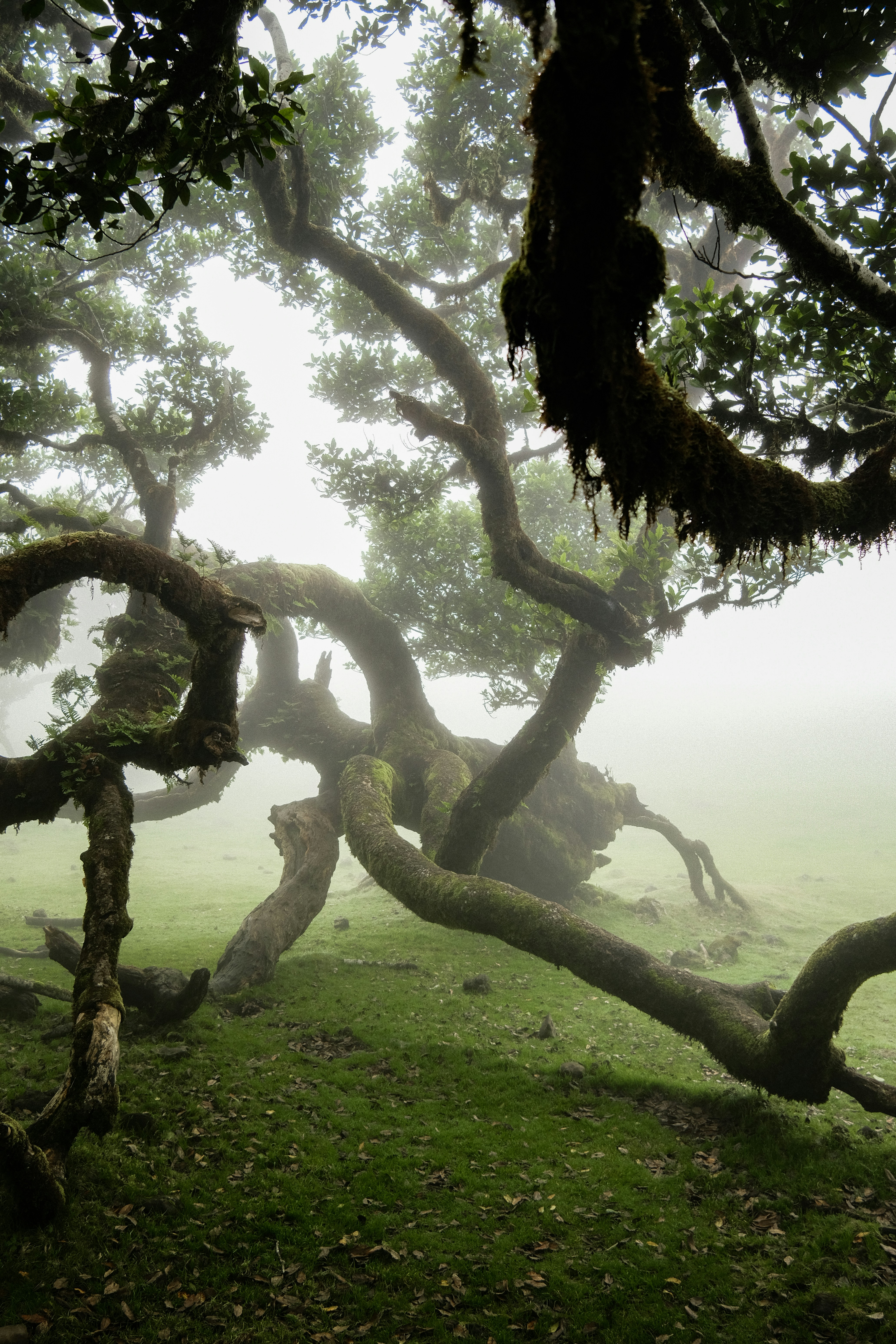Twisted ancient trees covered in moss in foggy forest.
