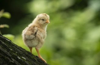 A fluffy yellow chick on a mossy tree branch.