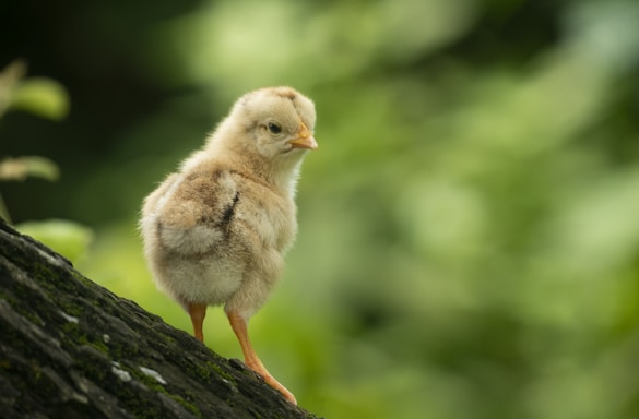 A fluffy yellow chick on a mossy tree branch.