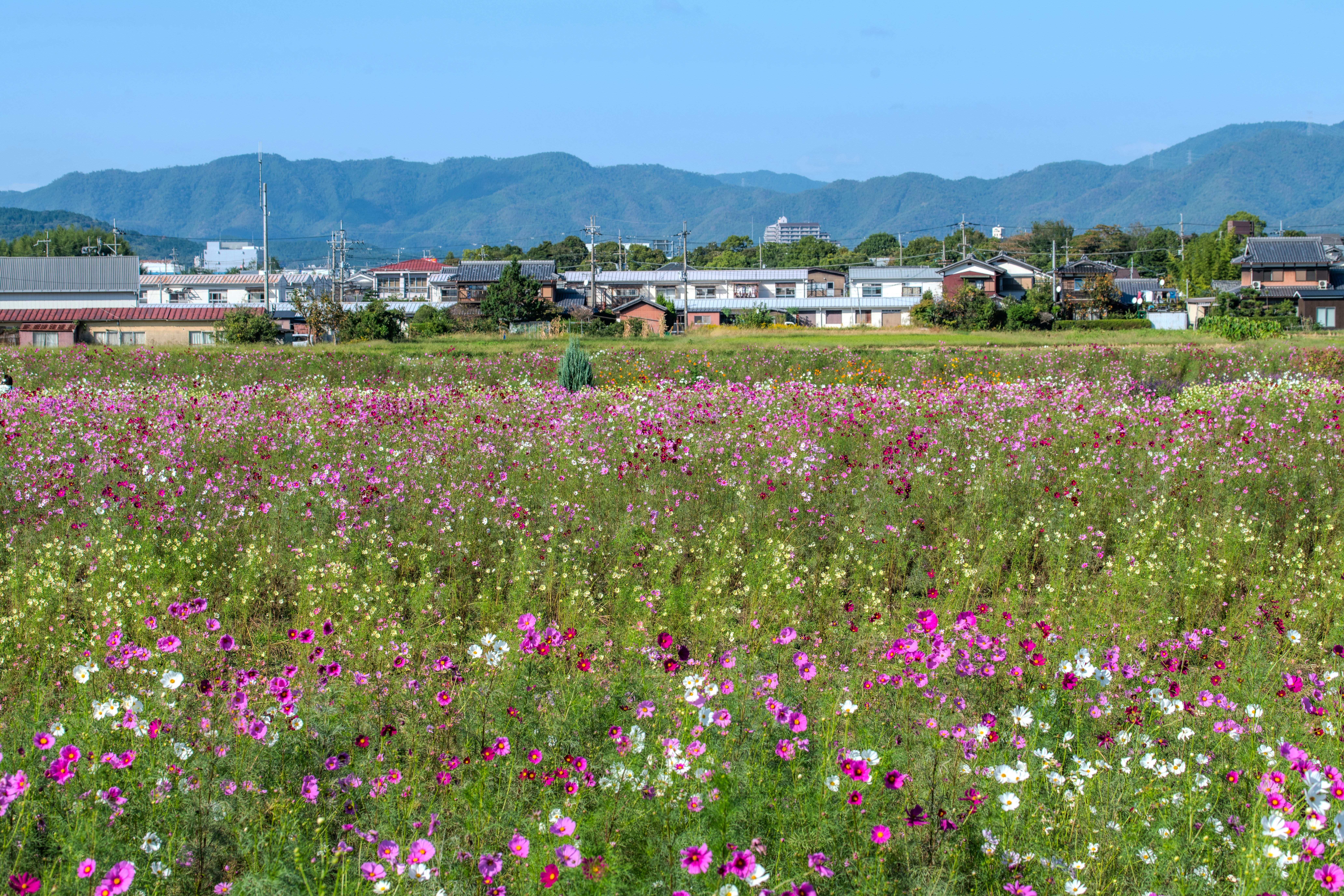 Field of pink and white cosmos flowers with mountains background.