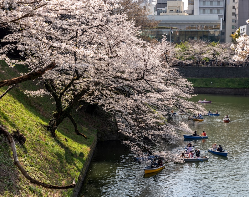 千鳥ヶ淵の桜とボート ── 皇居のお堀で味わう東京最高峰の花見体験