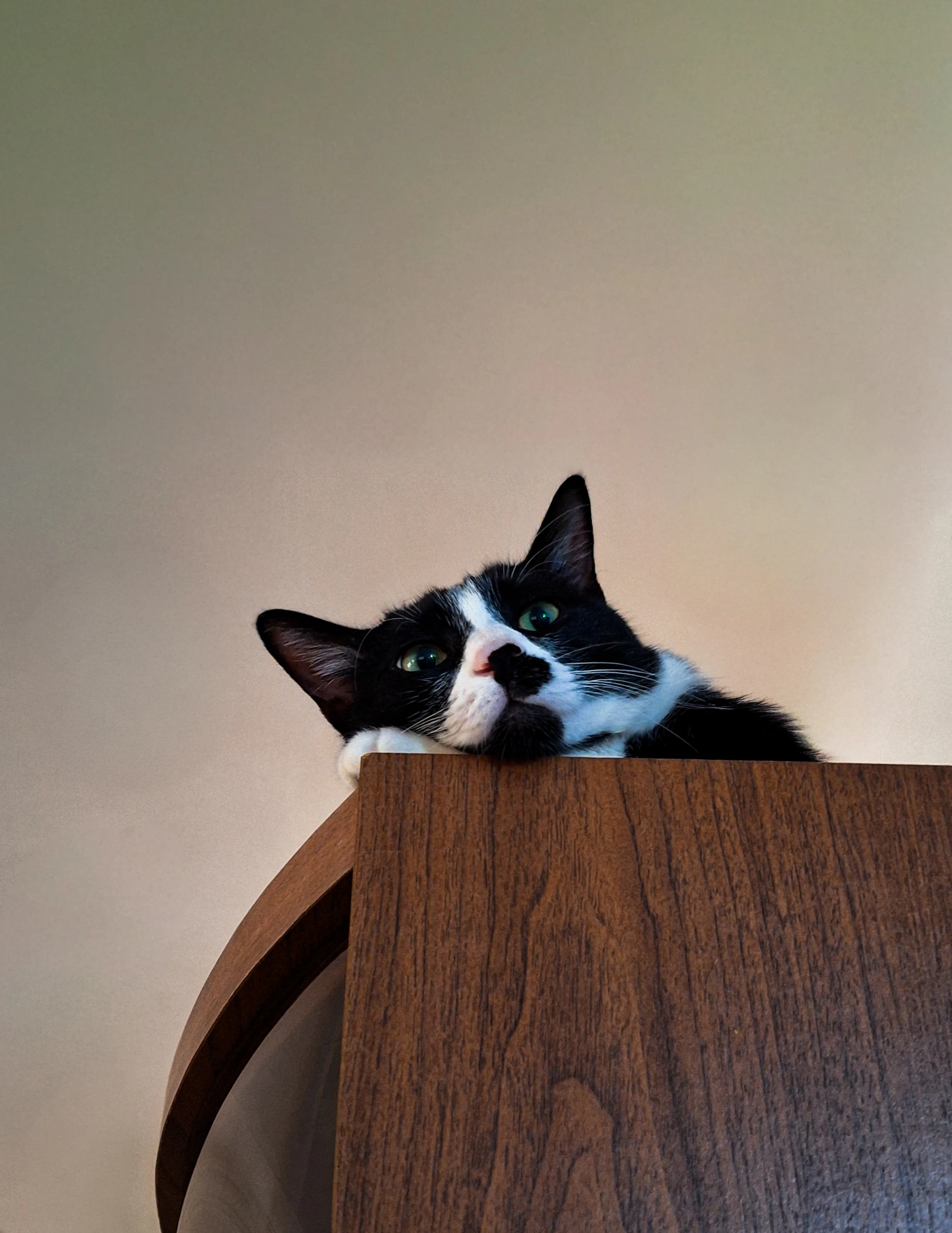 A black and white cat rests on a wooden surface.