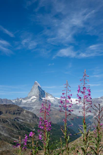 Matterhorn mountain peak with purple flowers in foreground.