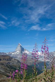 Matterhorn mountain peak with purple flowers in foreground.