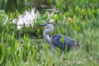 A great blue heron stands in tall green marsh grass.