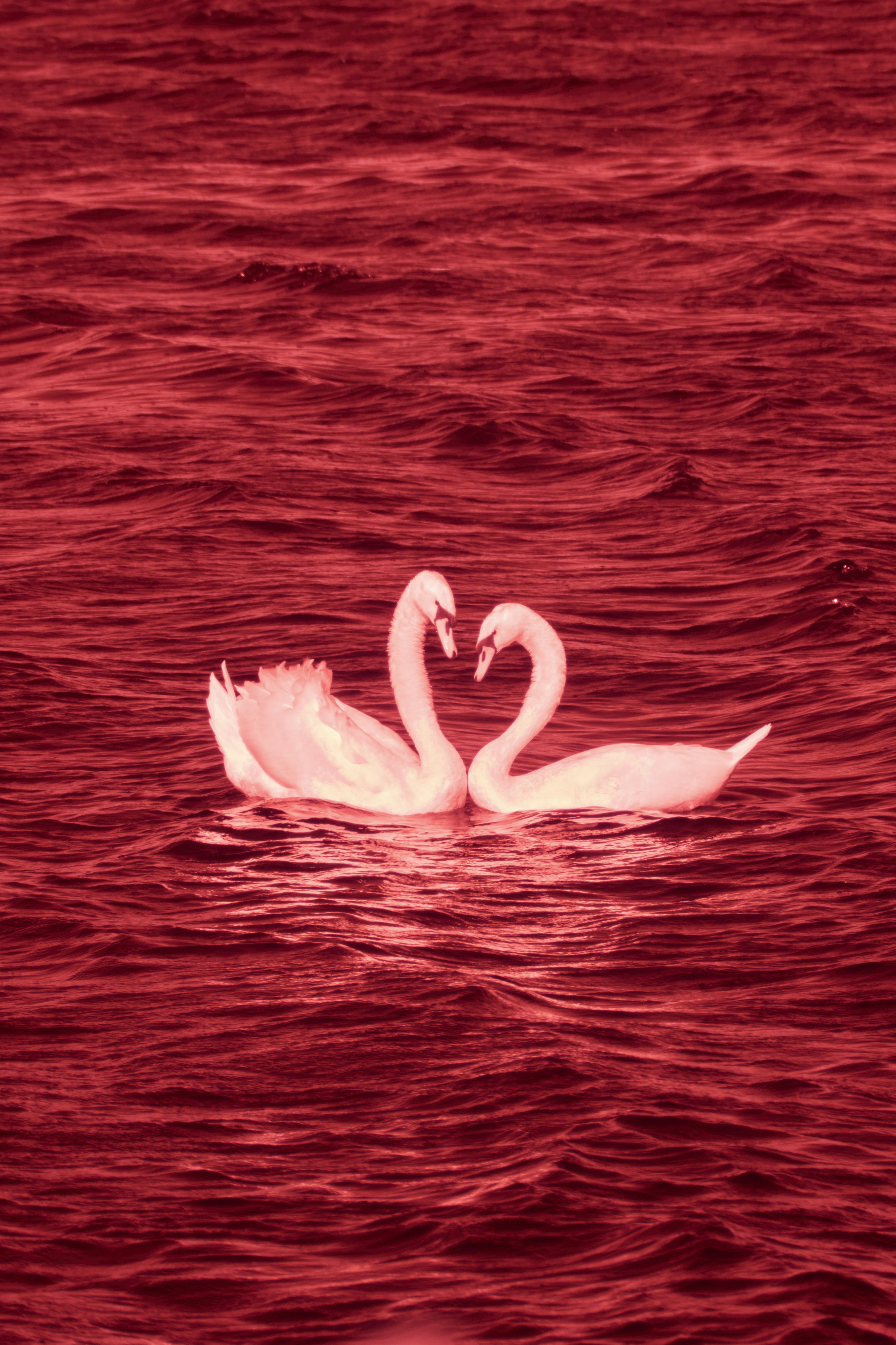 Photo by wolfgang_hasselmann