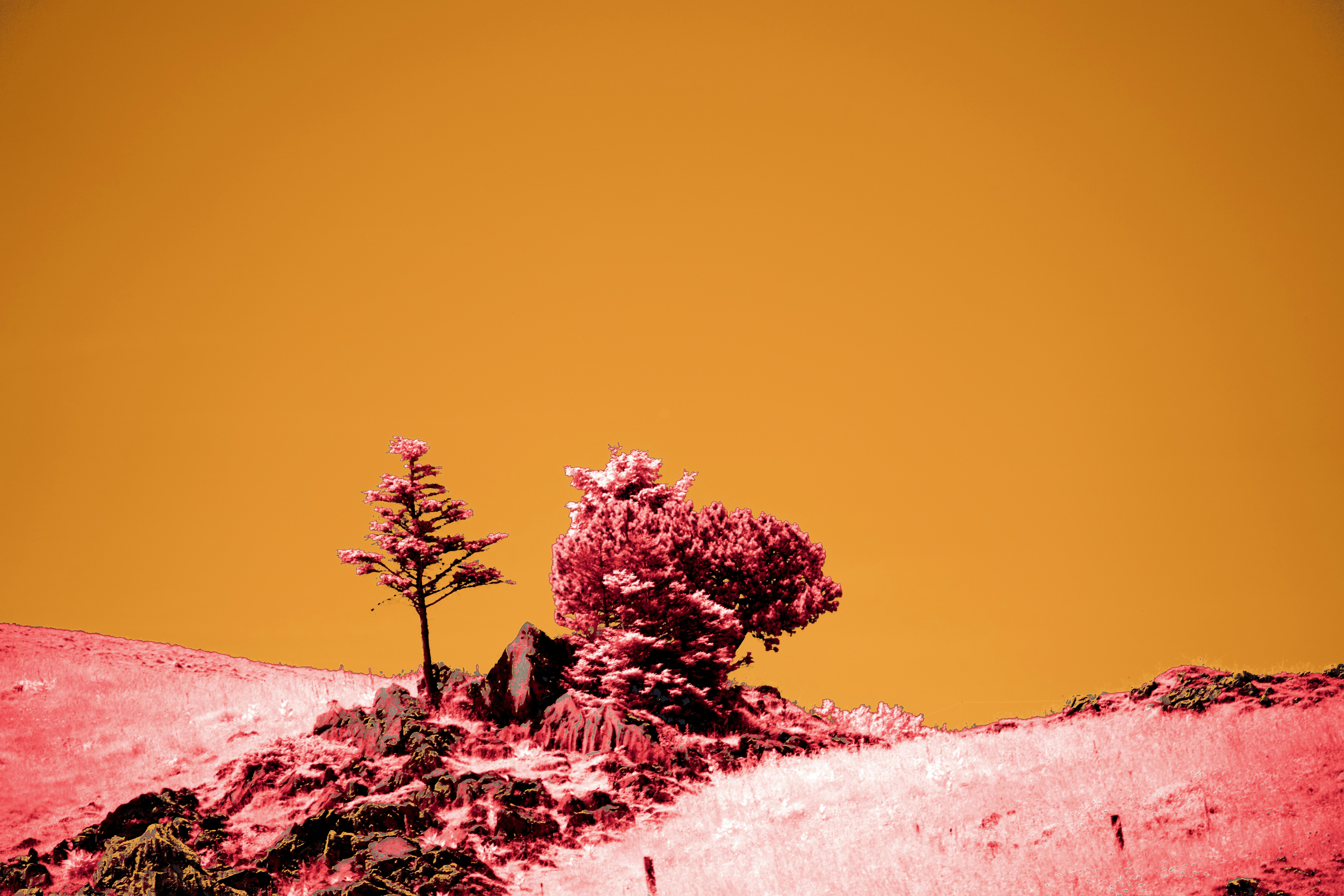 Two trees on a hill against orange sky