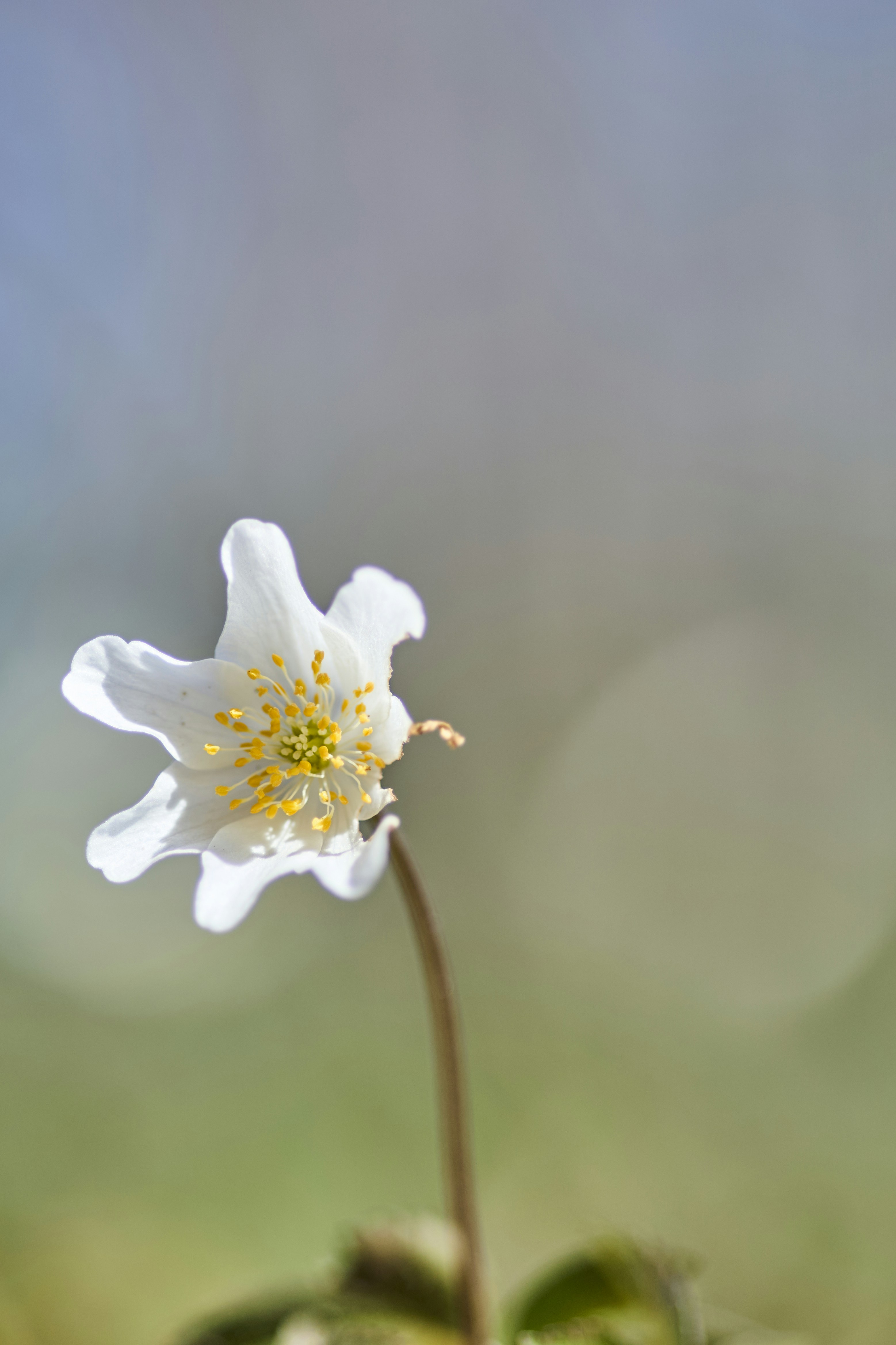 Photo by wolfgang_hasselmann