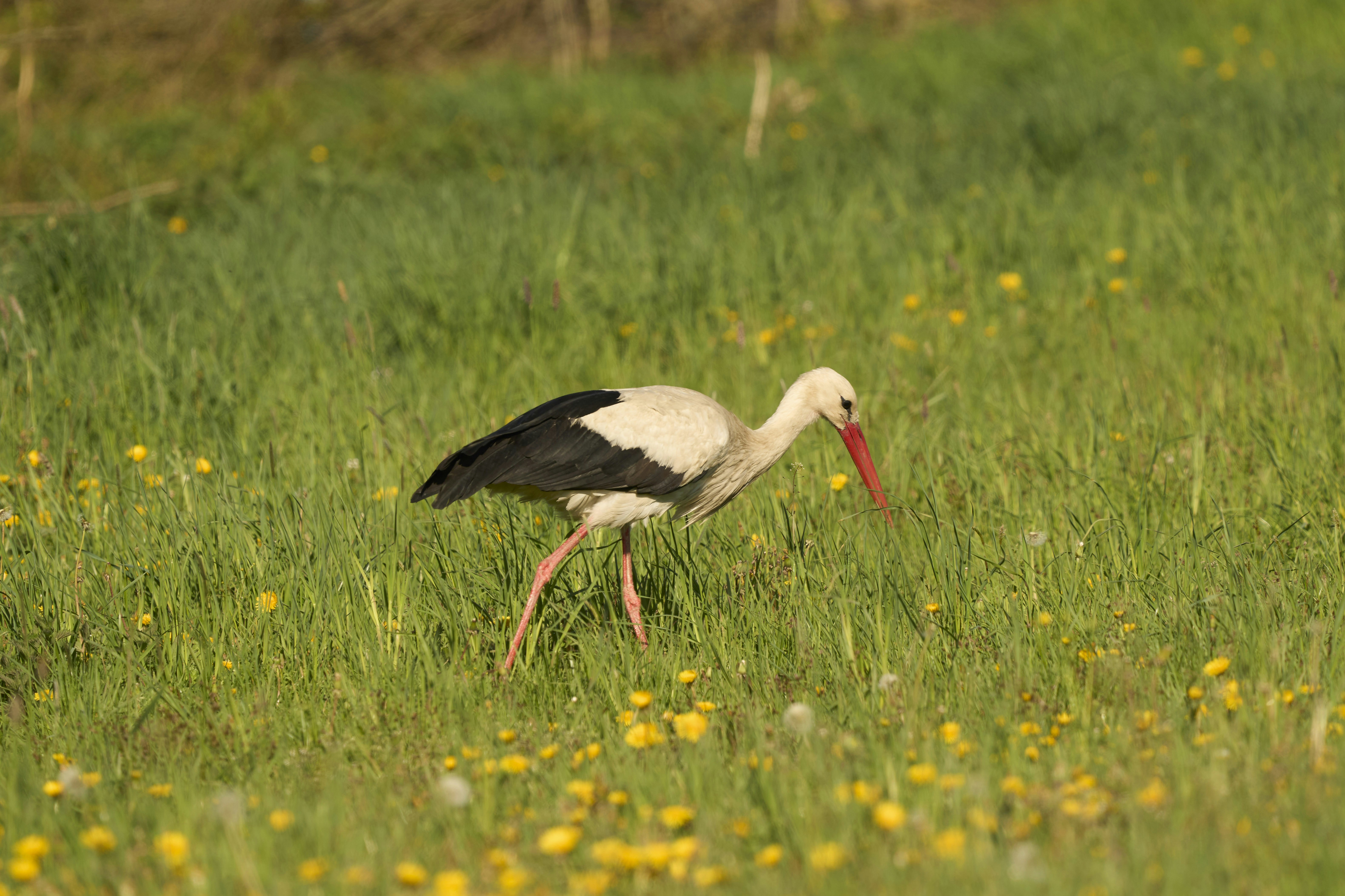 Photo by wolfgang_hasselmann