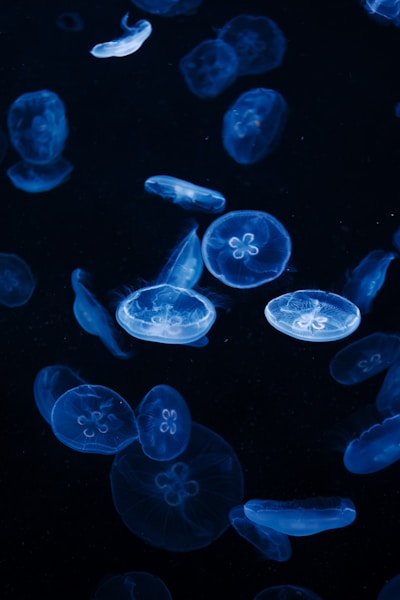 Bioluminescent Jellyfish