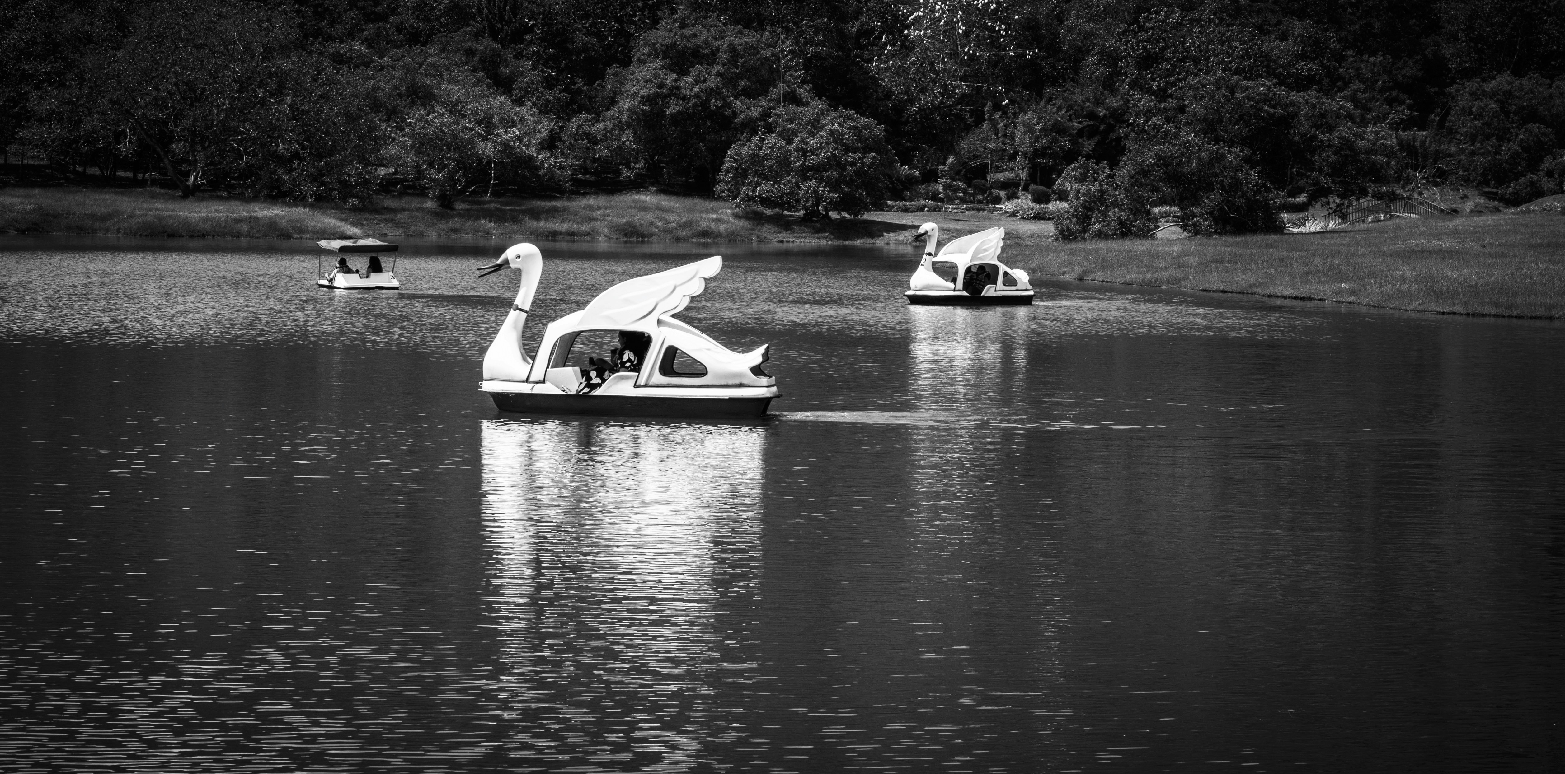 Swan paddle boats floating on a calm lake