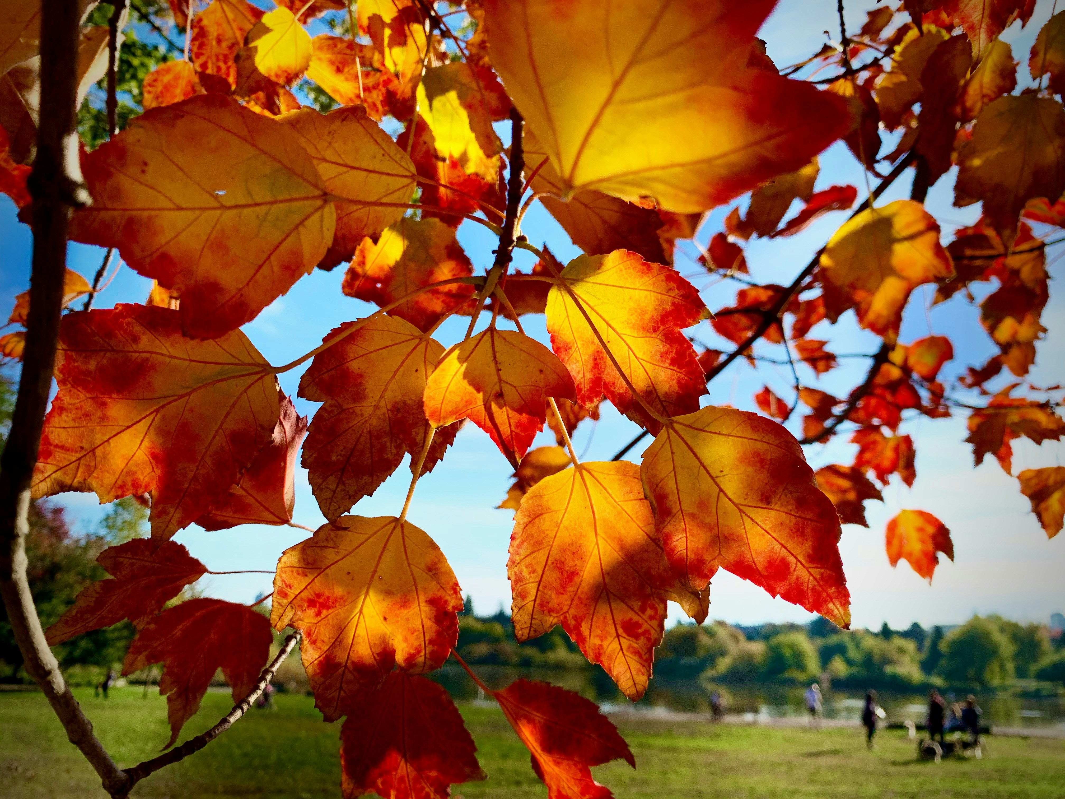 Orange and yellow autumn leaves hanging from a tree branch.