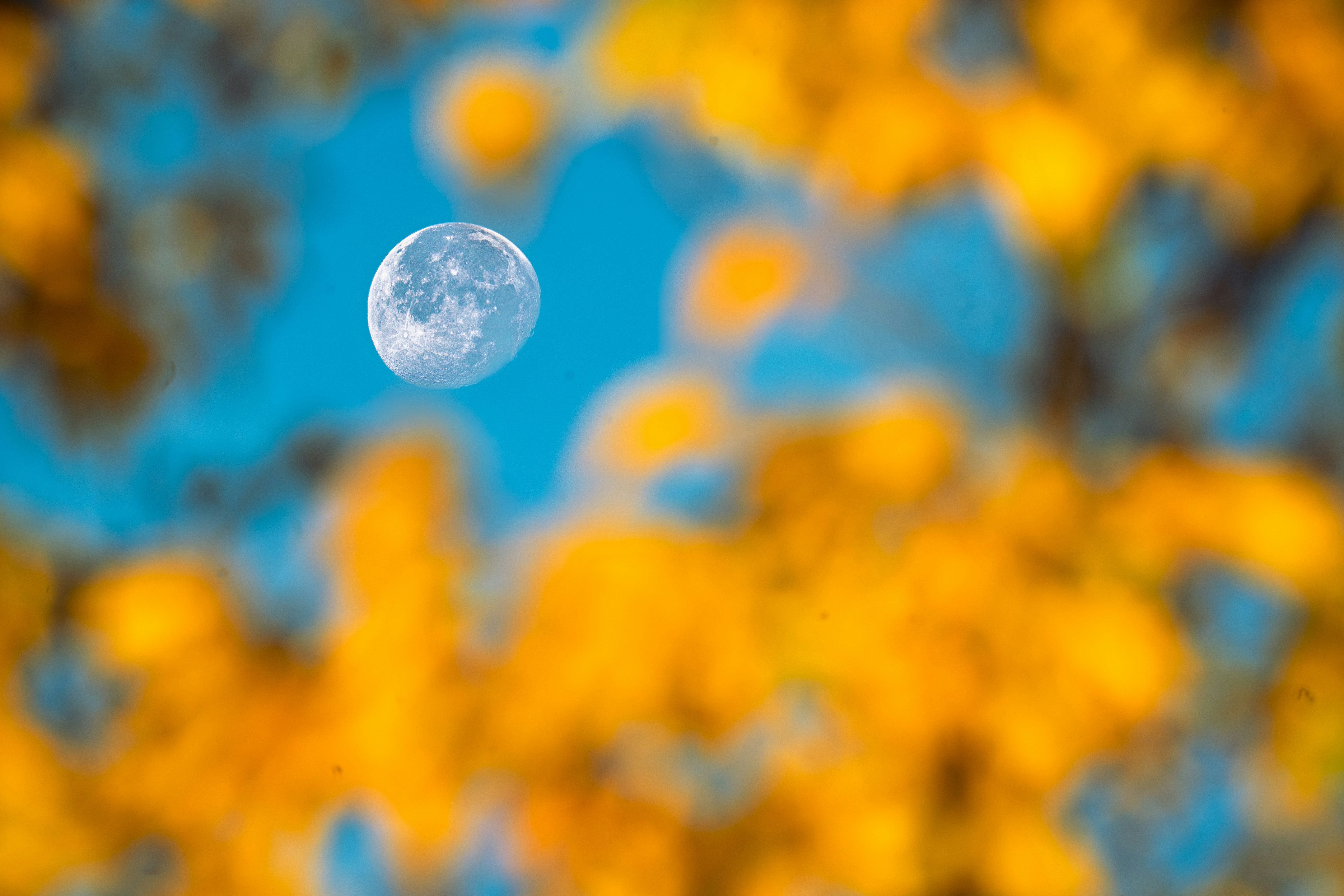 Full moon visible through autumn foliage