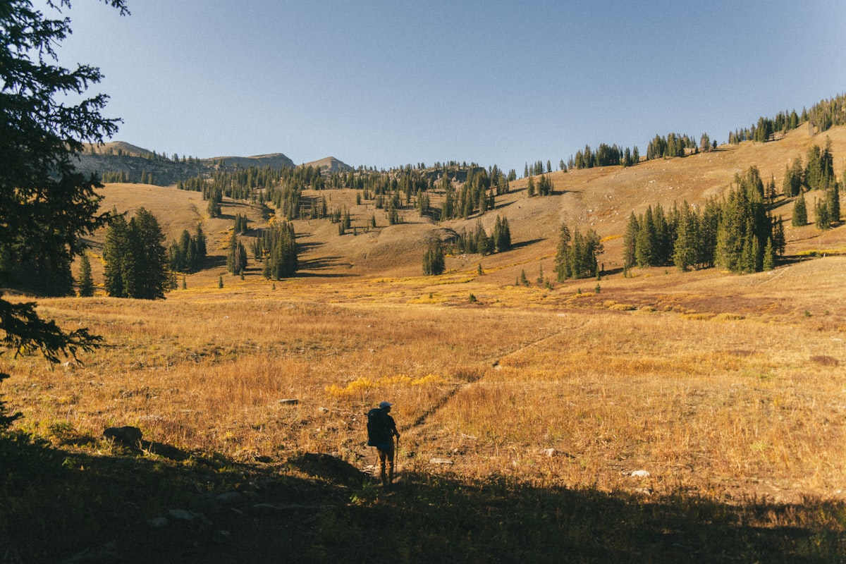 Hiker walking through golden meadow in backcountry wilderness