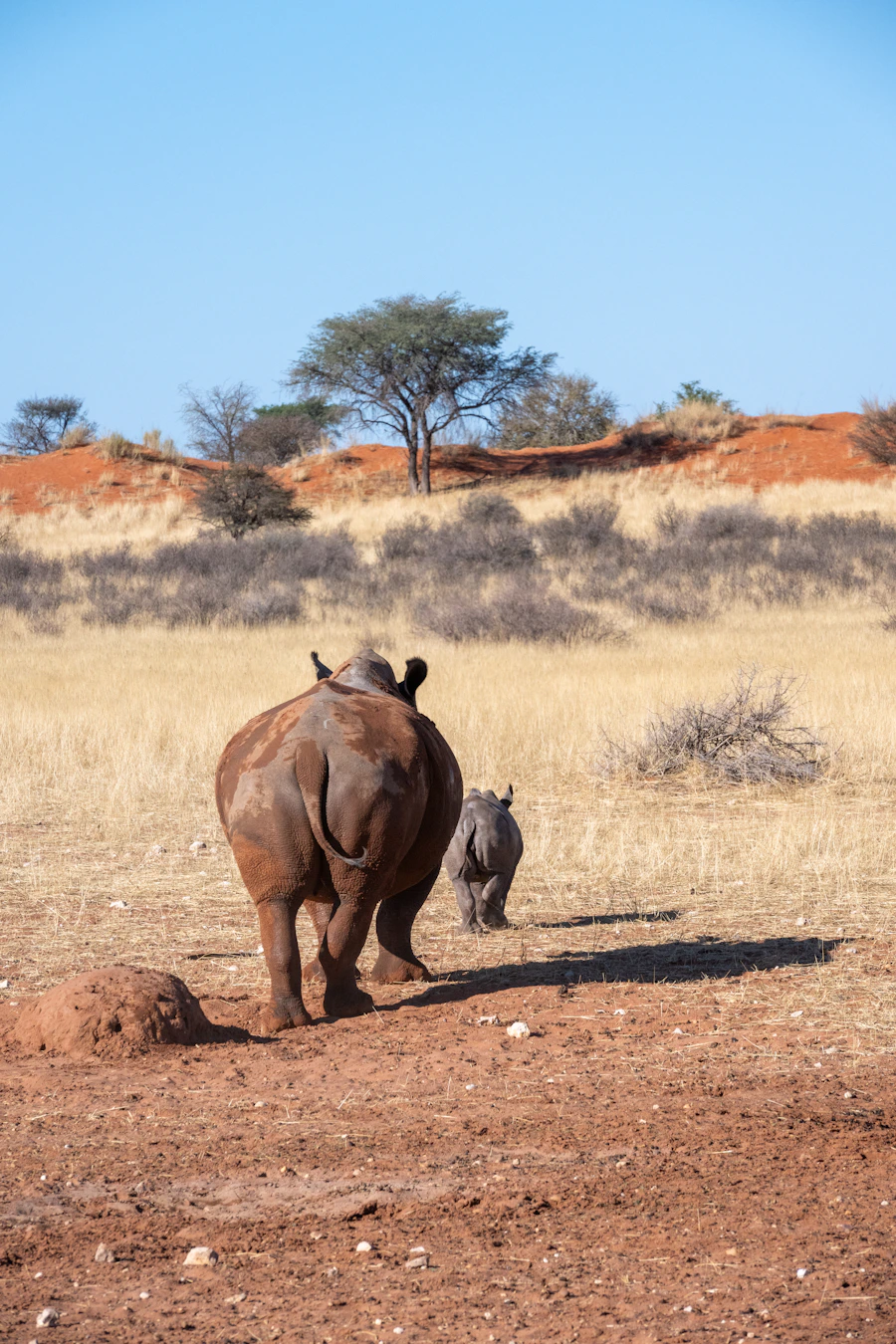 Aerial drone view of white rhinos walking across a dry savanna in Southern Africa