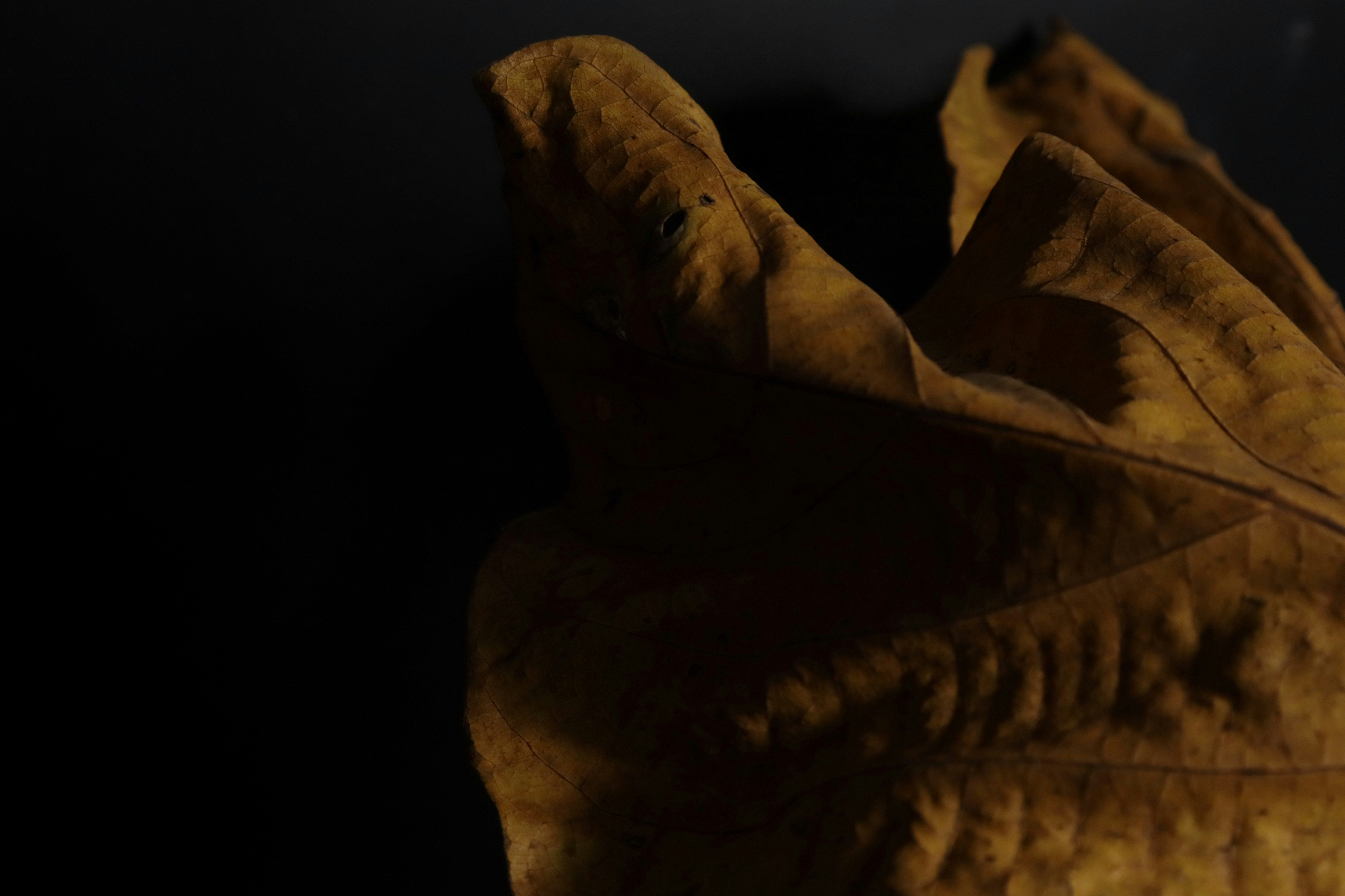 Photo by bored_mongoose