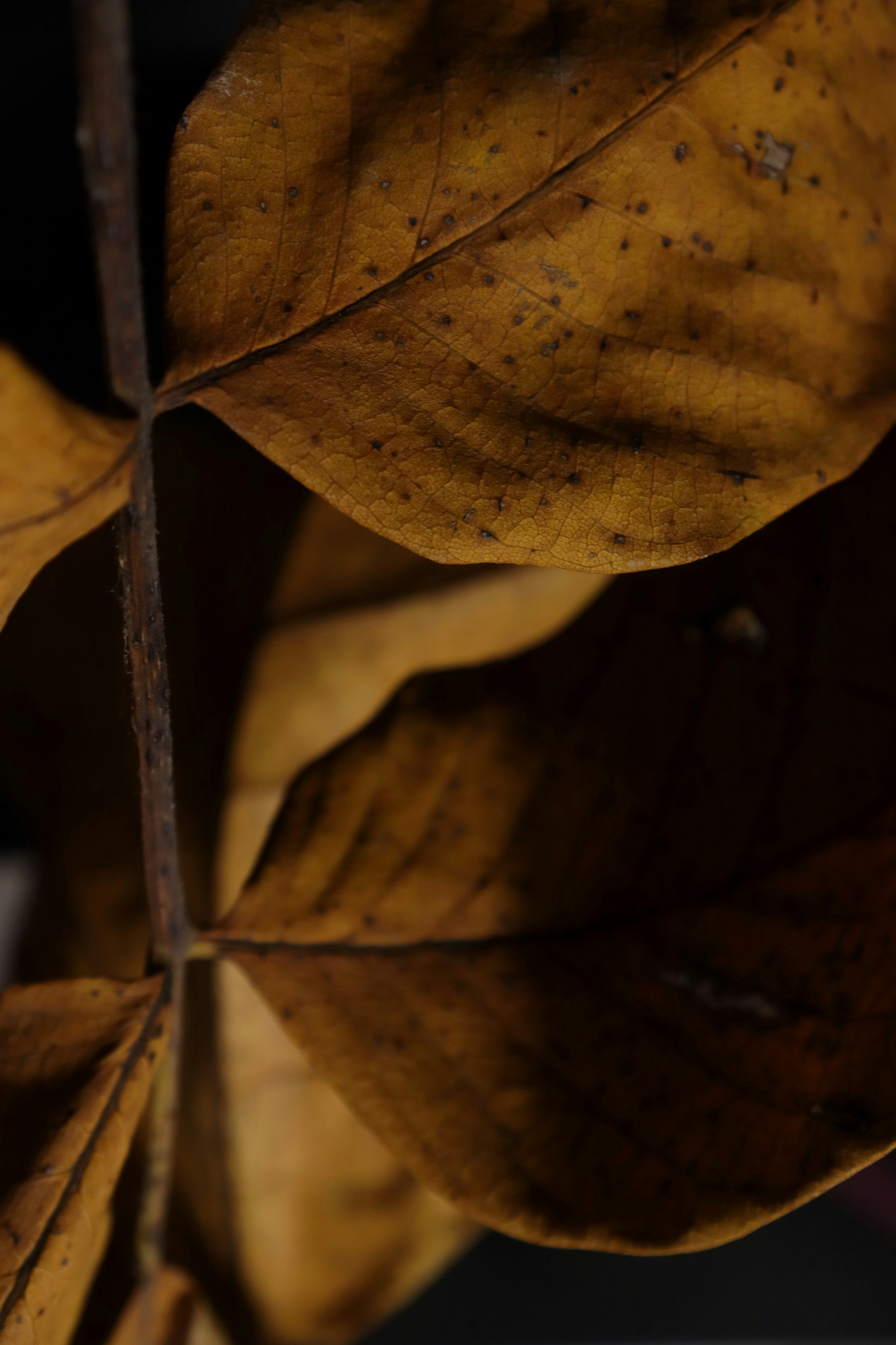 Photo by bored_mongoose