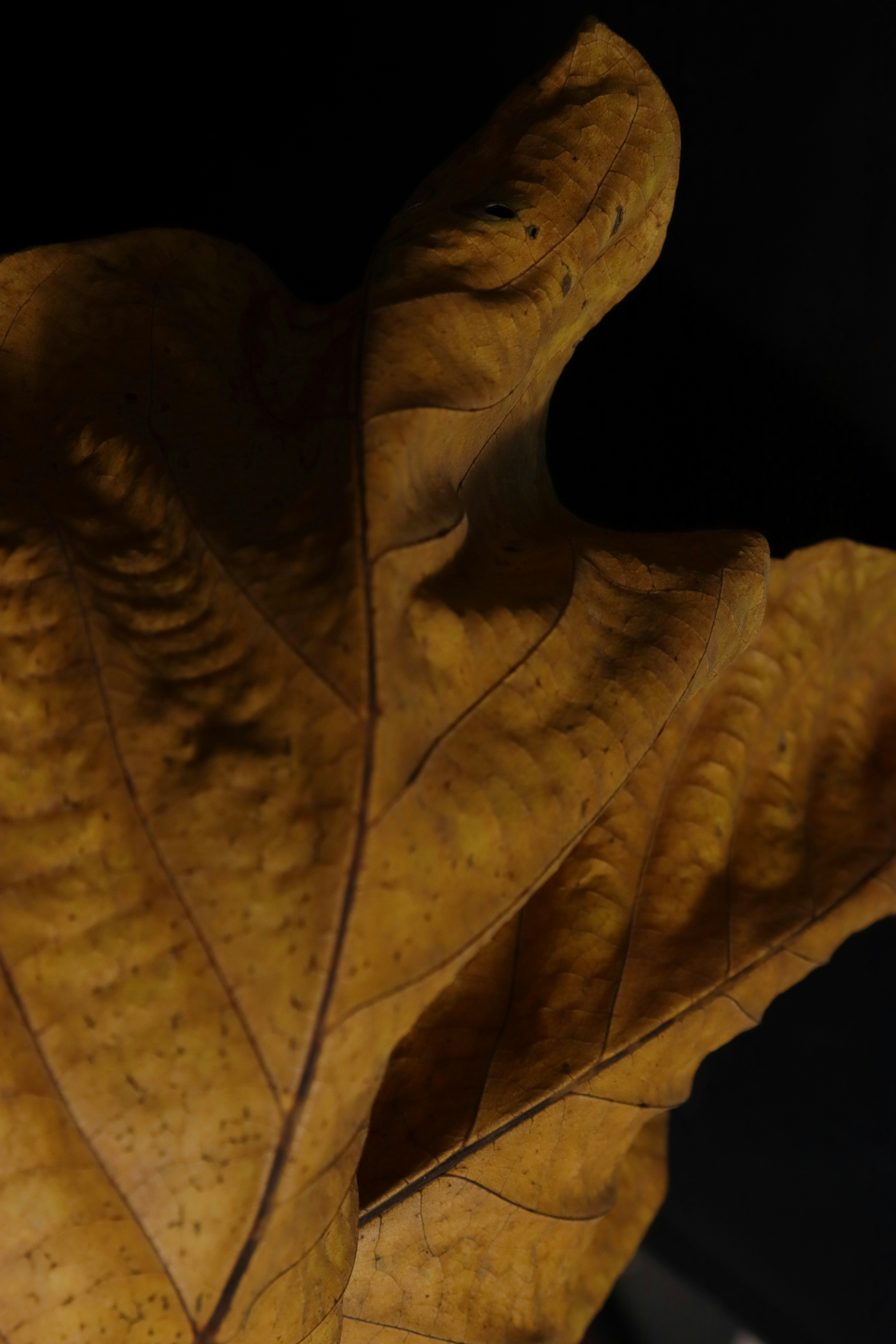 Photo by bored_mongoose