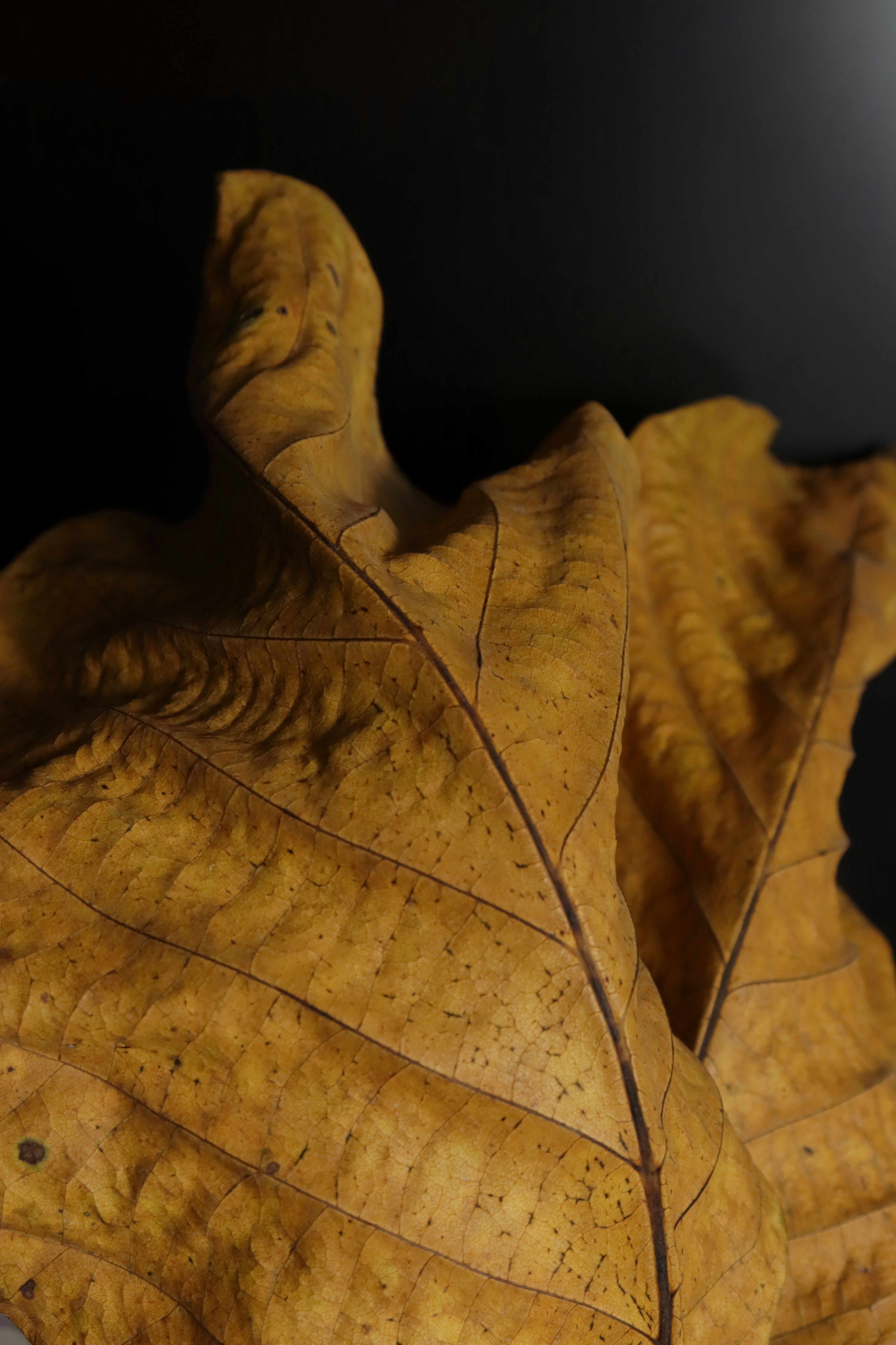 Photo by bored_mongoose