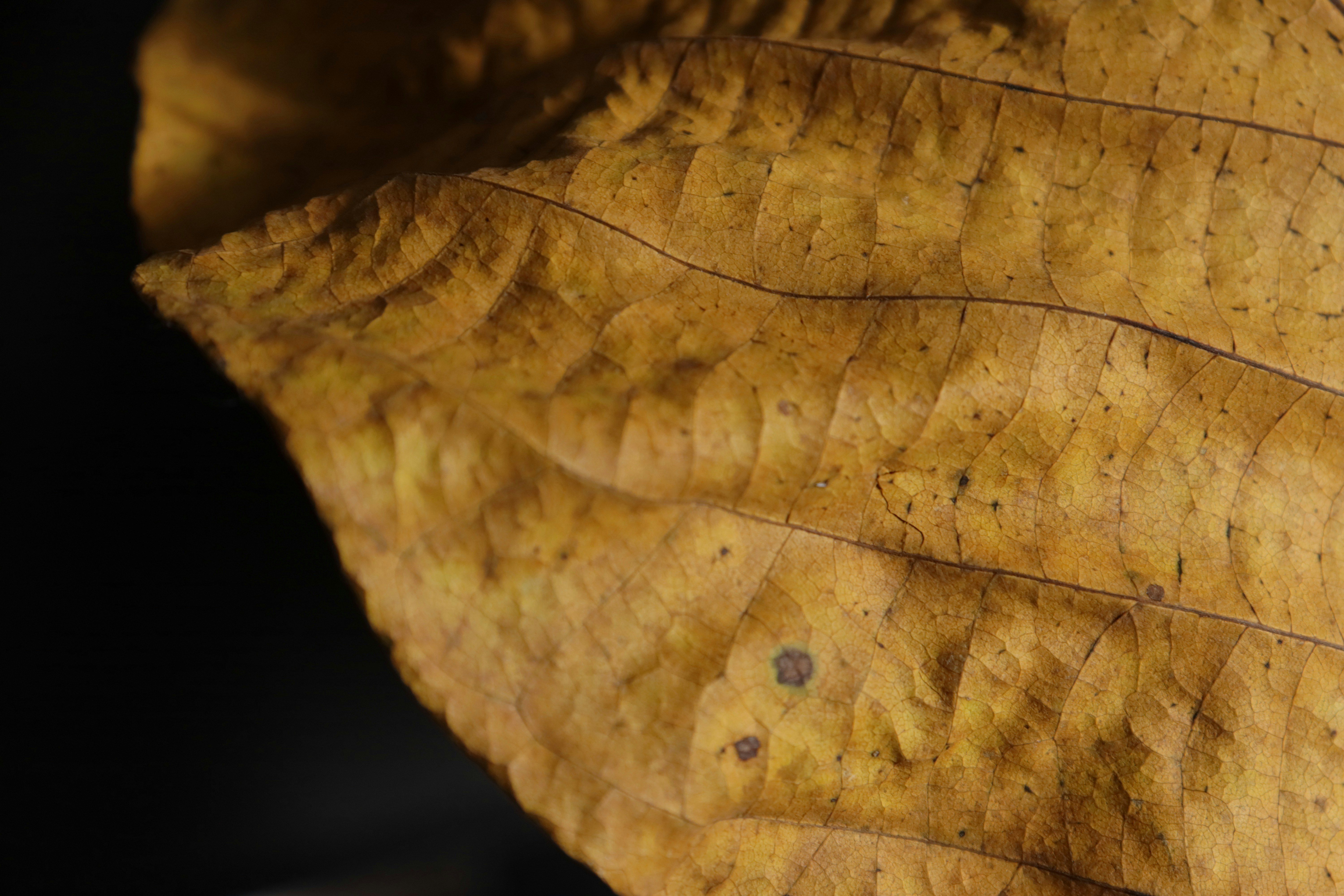 Photo by bored_mongoose