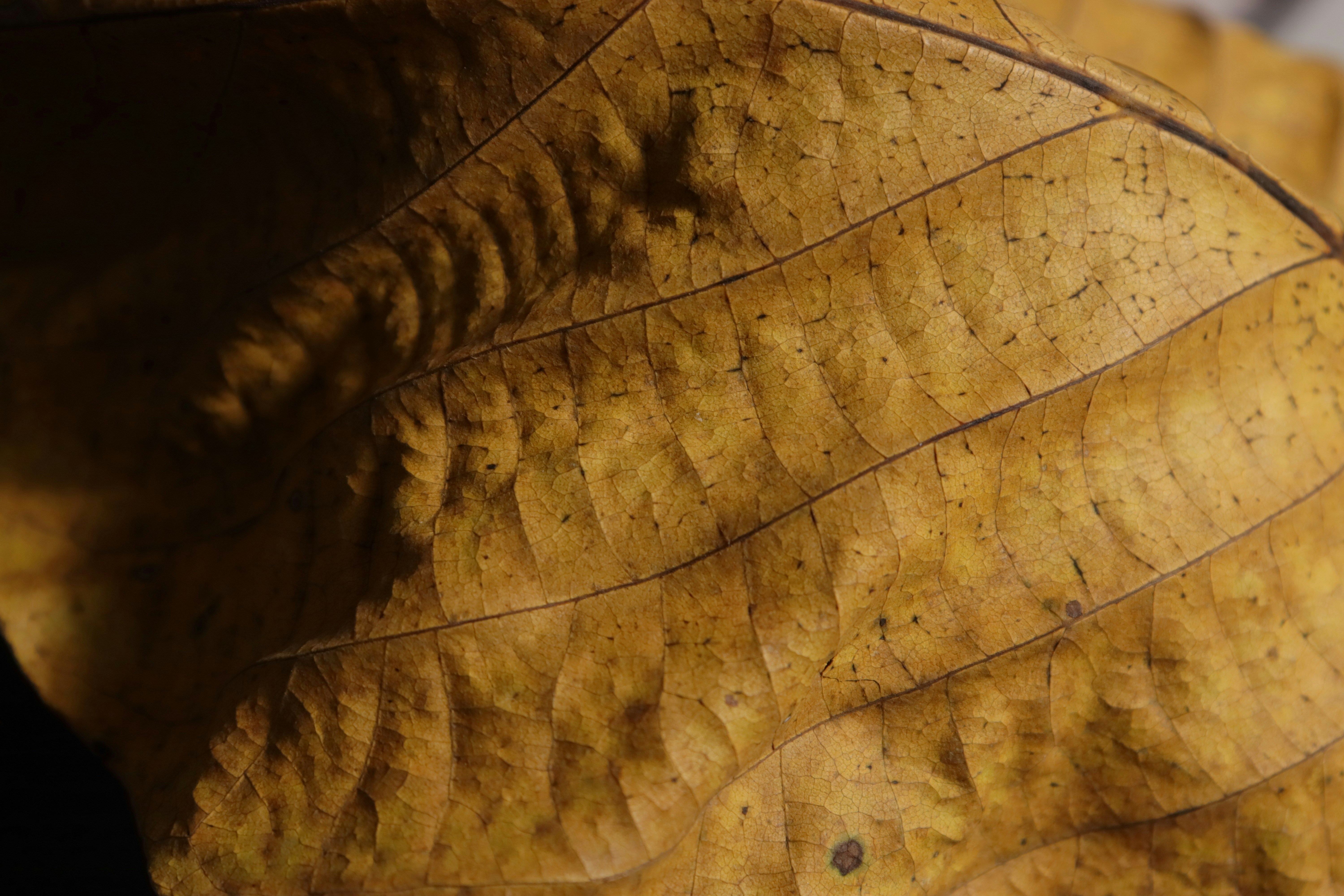 Photo by bored_mongoose