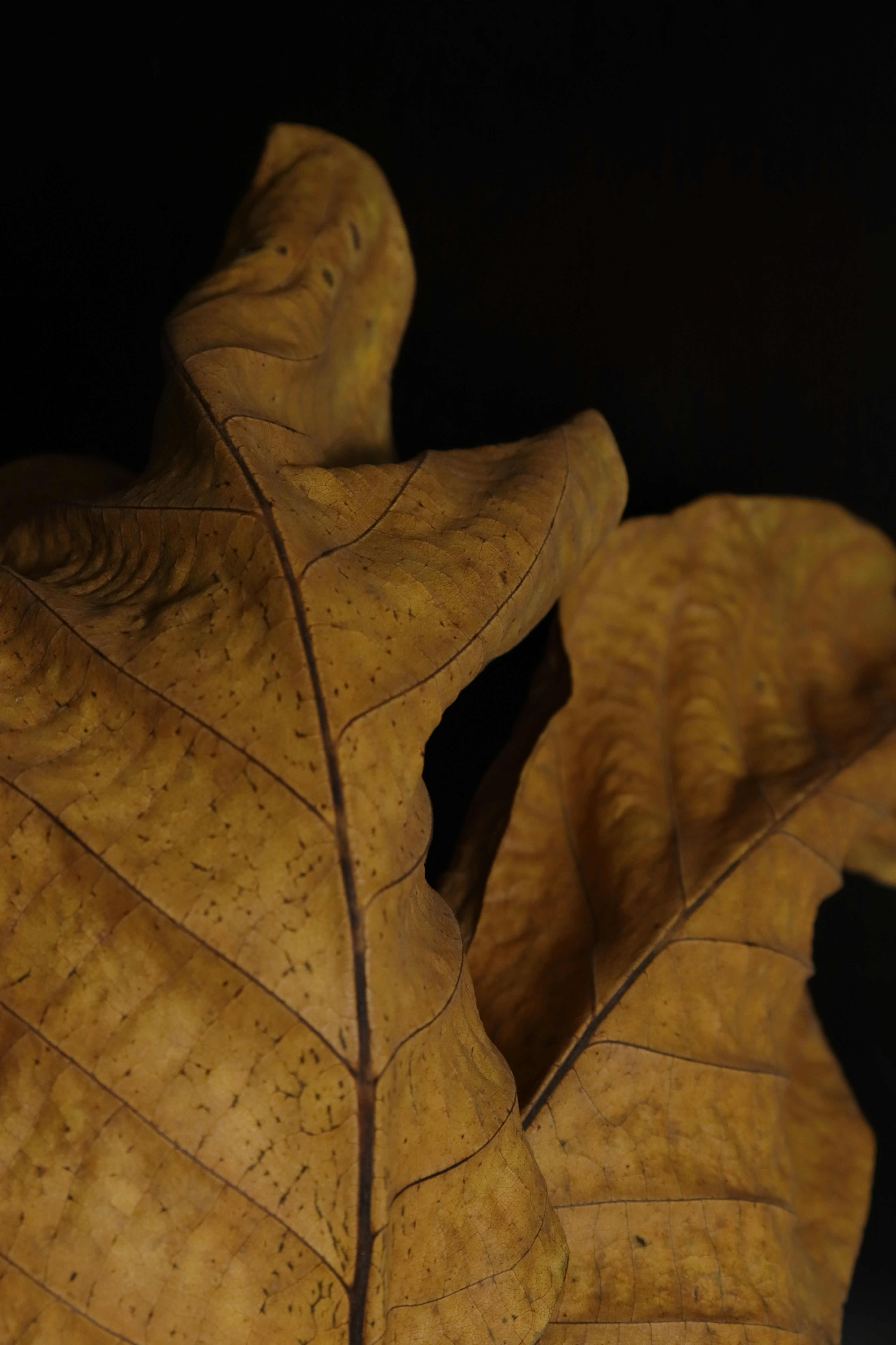 Photo by bored_mongoose