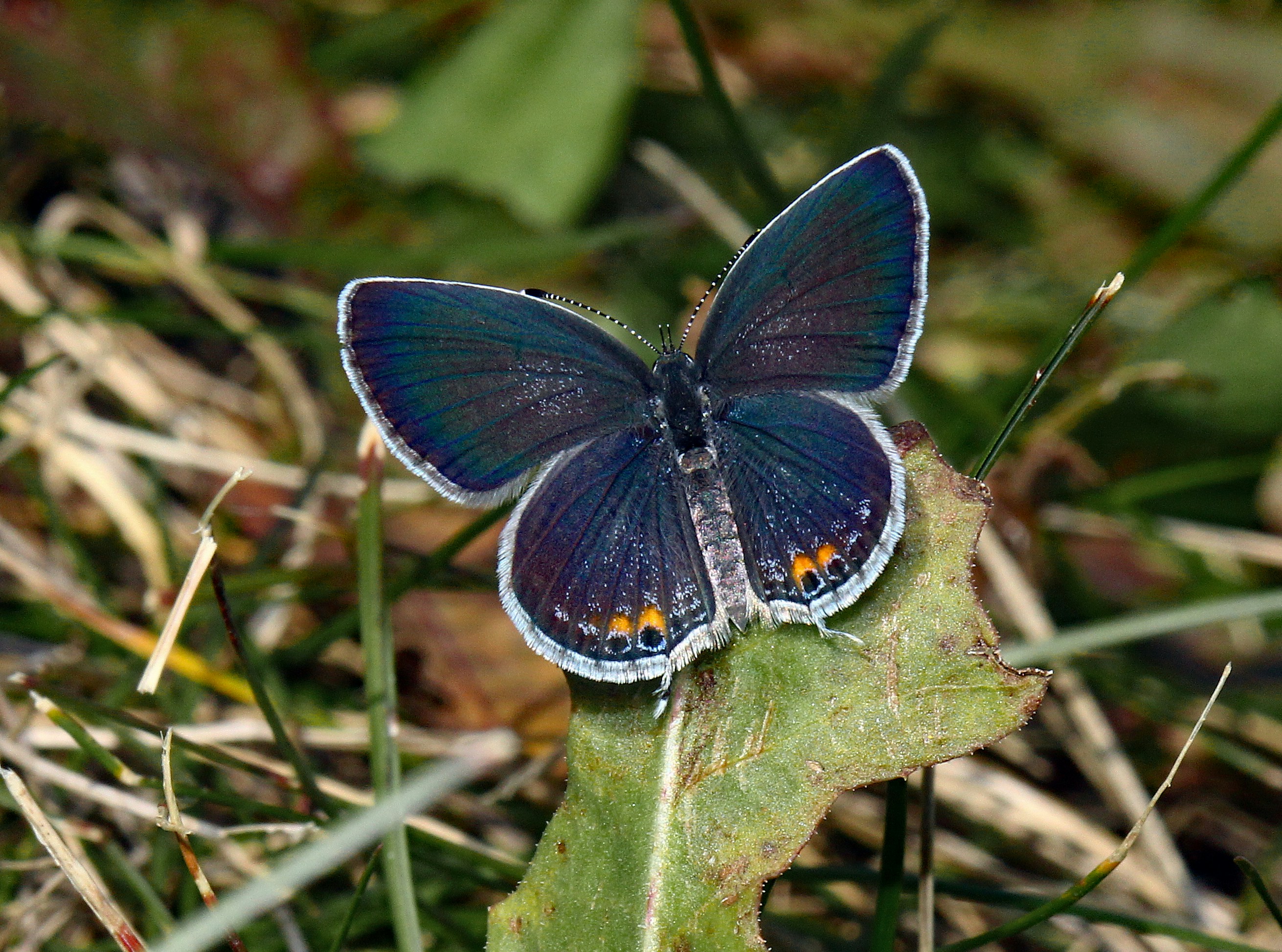 A small blue butterfly rests on a green leaf. photo – Free Butterfly Image  on Unsplash, image size:3000x2229