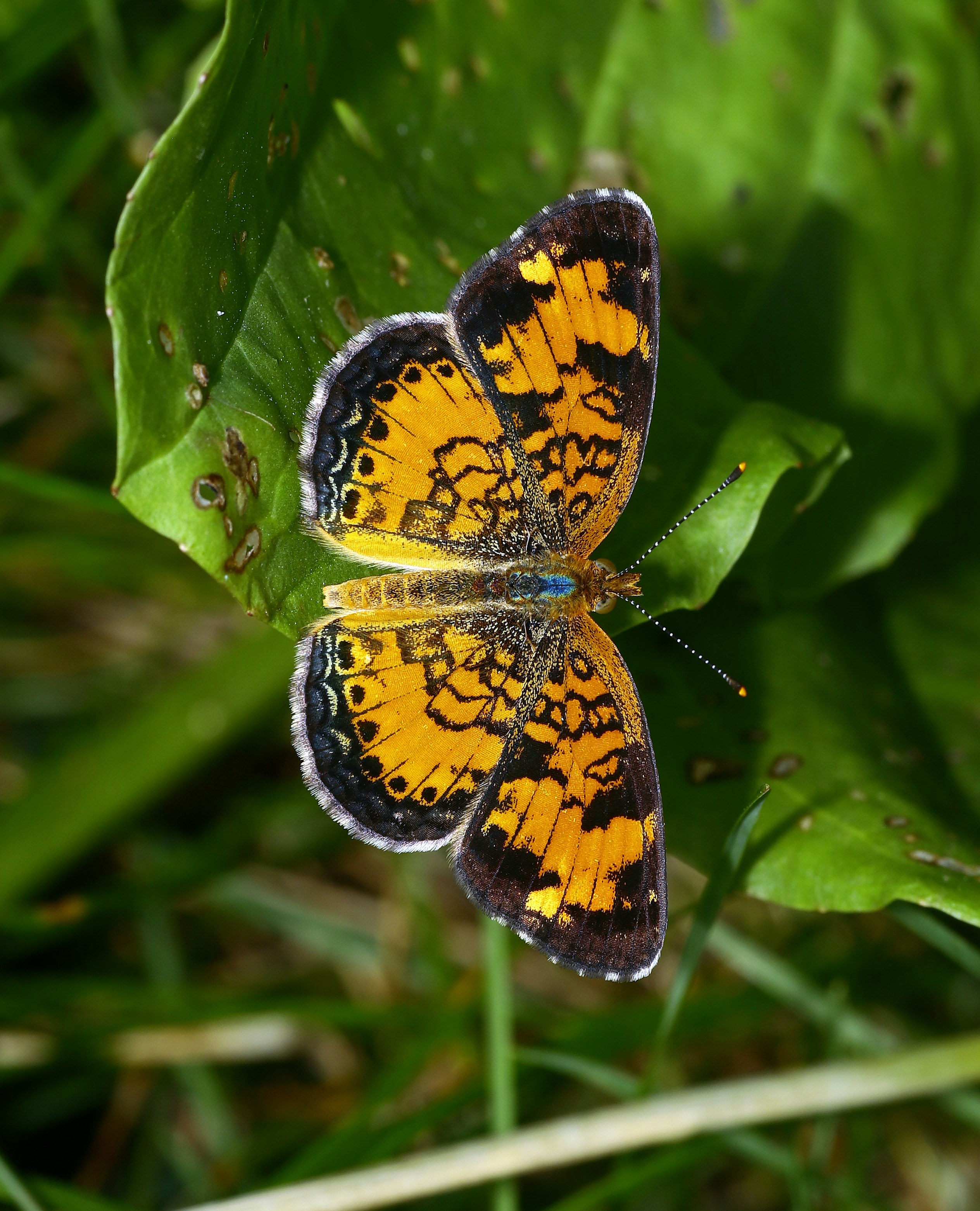 Photo by telliottmbamsc