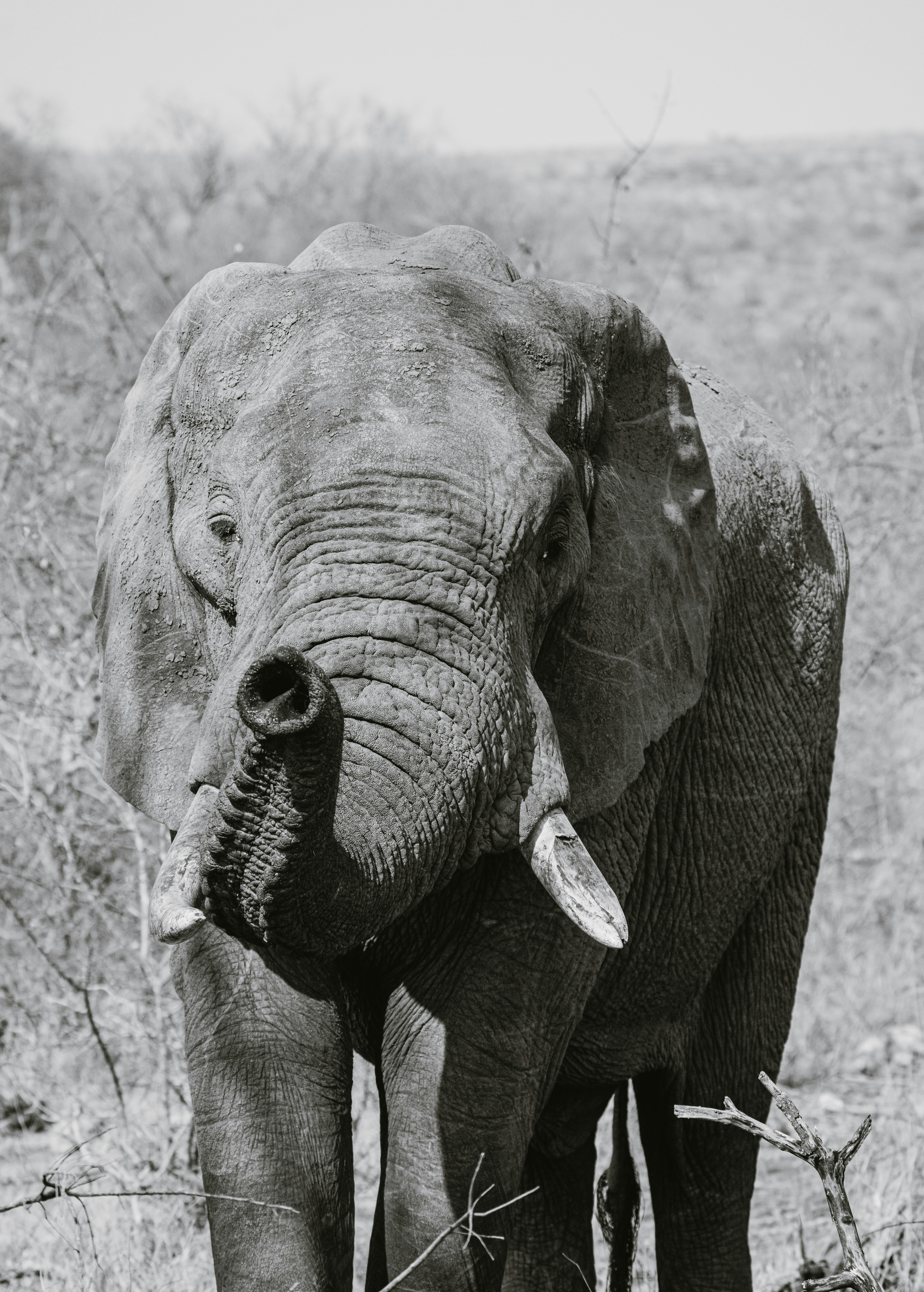 An elephant stands in a dry, brushy landscape.