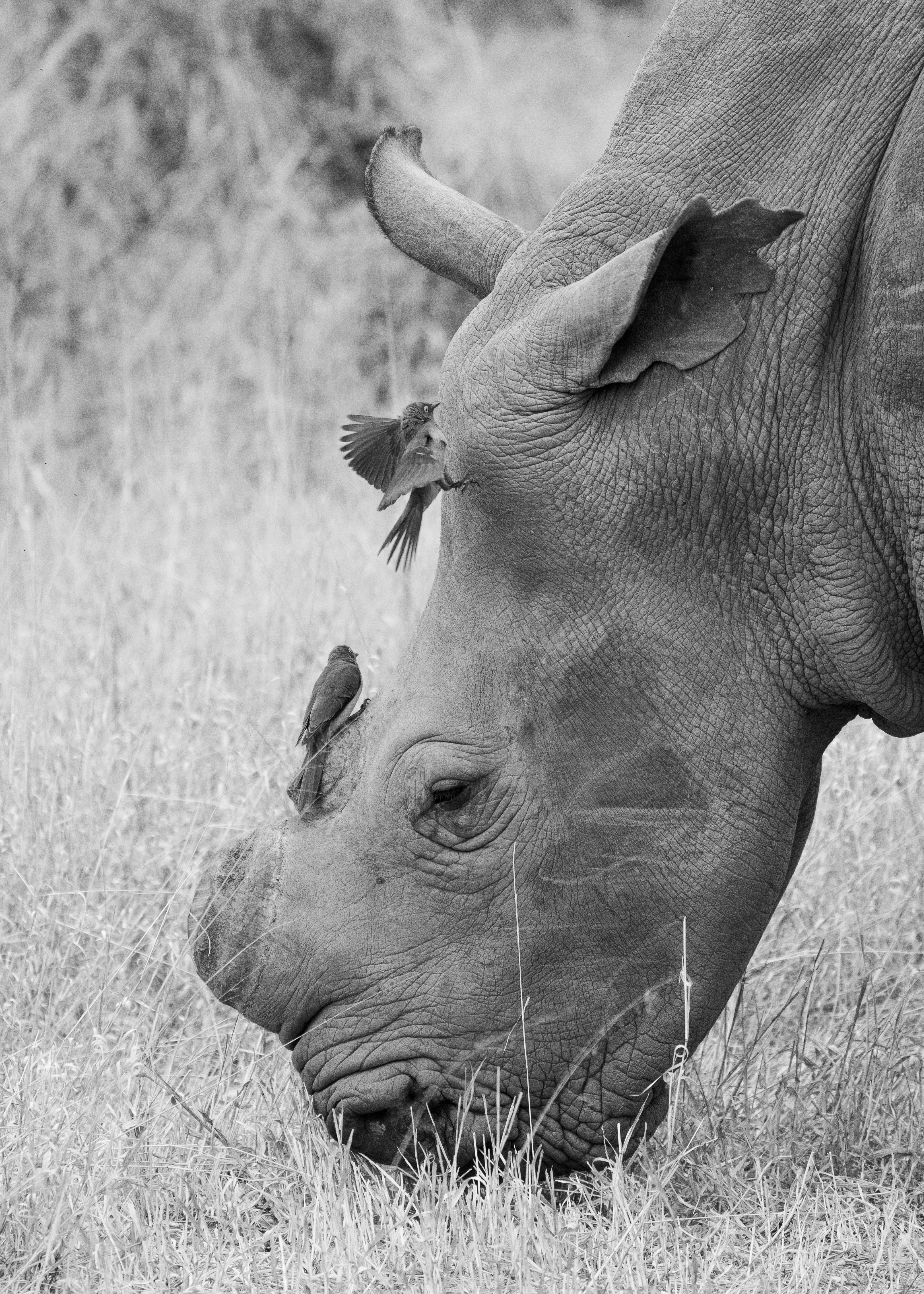 A rhinoceros grazes in a grassy field.