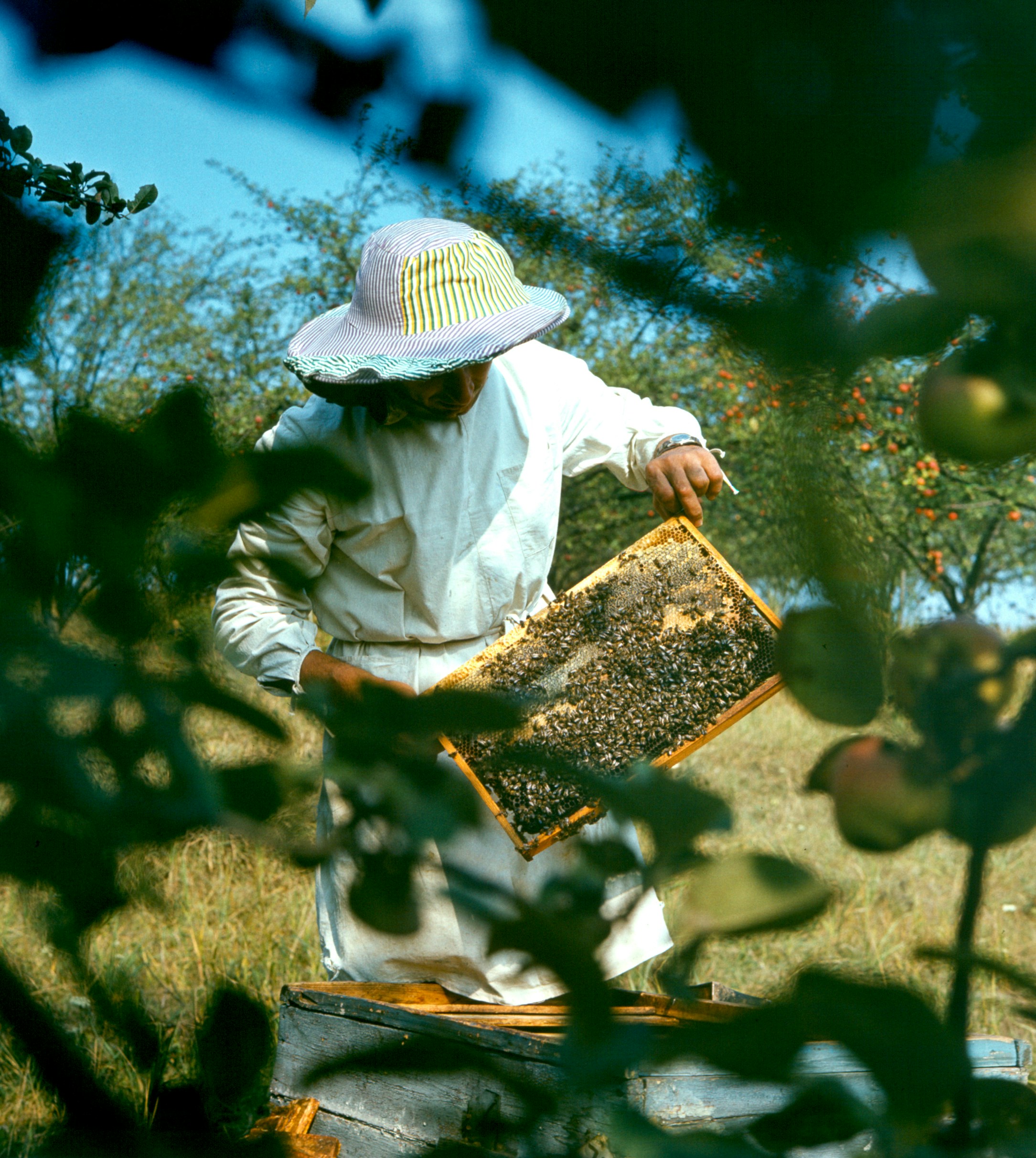 Cover Image for Co-work for a day * Hunter’s Beekeeping tour